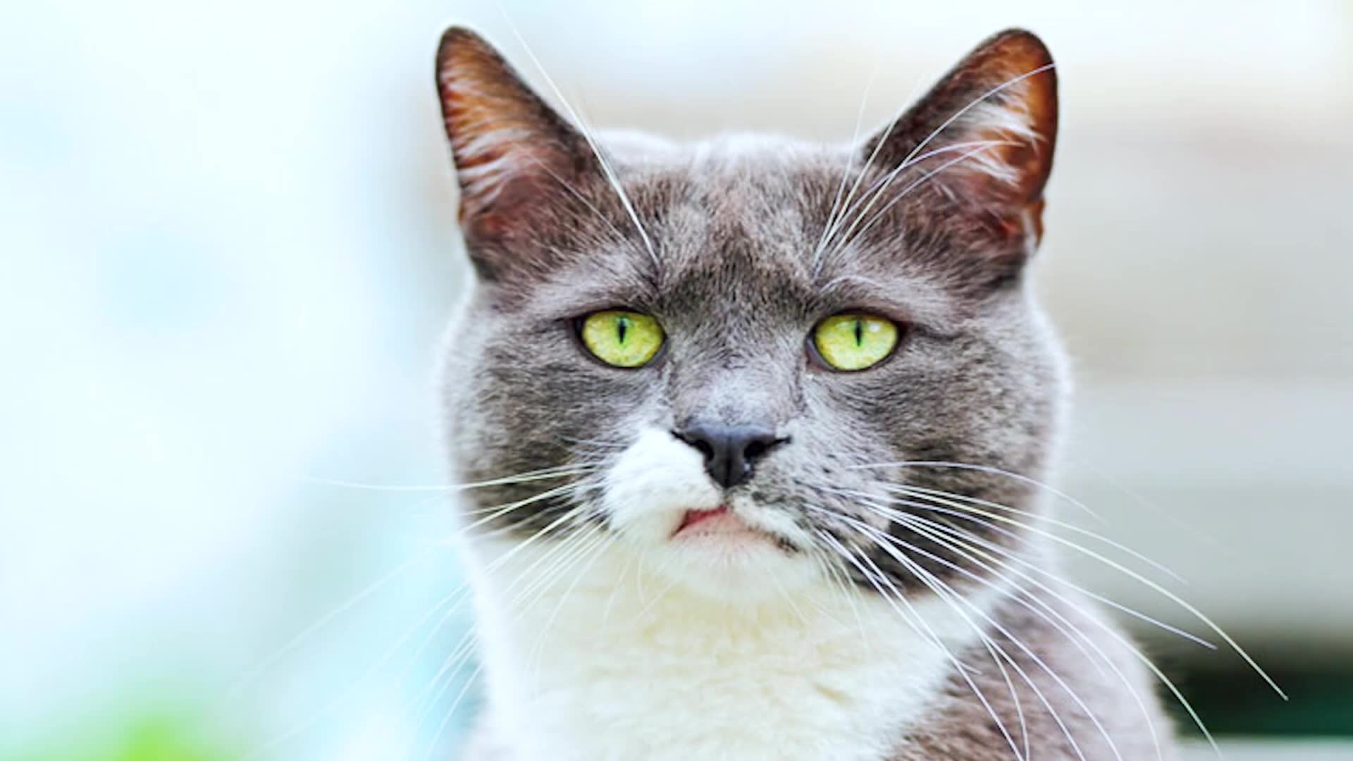 Feline-themed wordplay ranging from clever to absolutely terrible