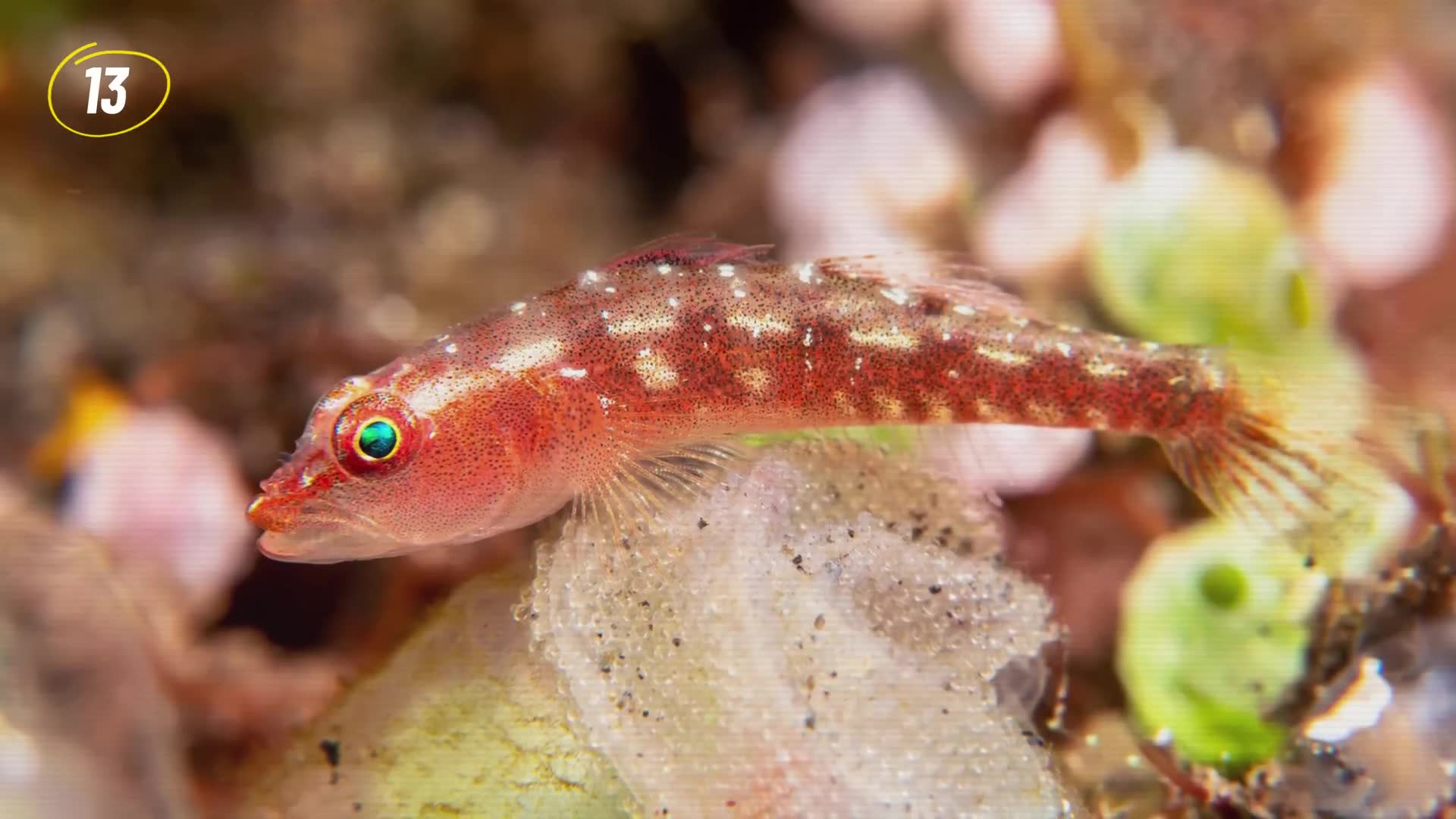 Species with parenting approaches that would horrify any human