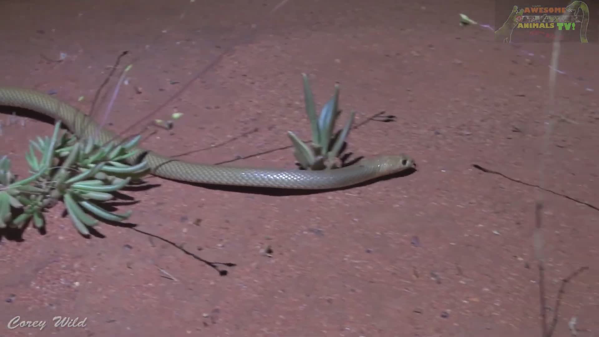 Close encounter with one of Australia's most deadly and aggressive snake species