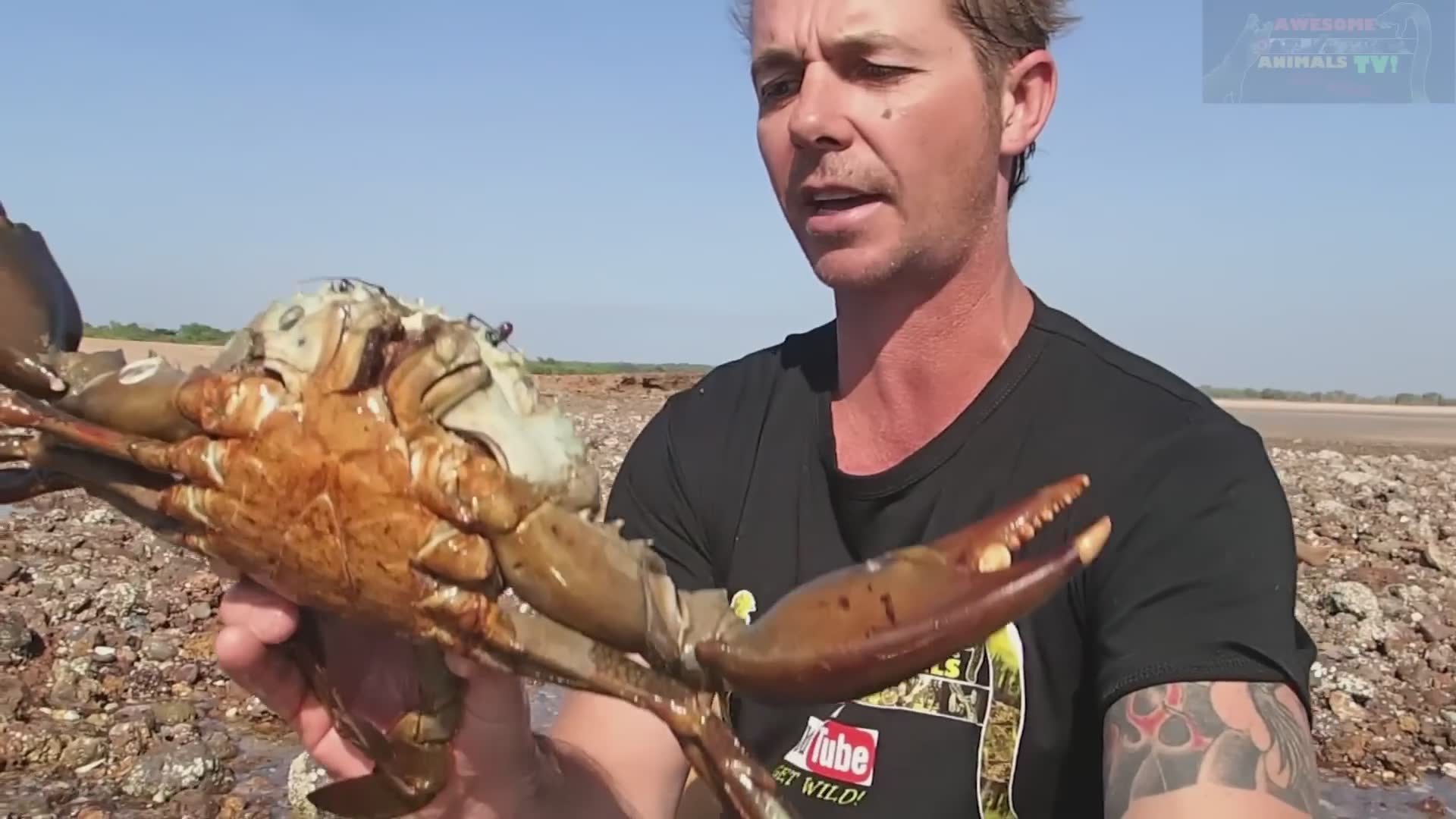 Comparing different mud crab sizes and preparing them using wilderness techniques