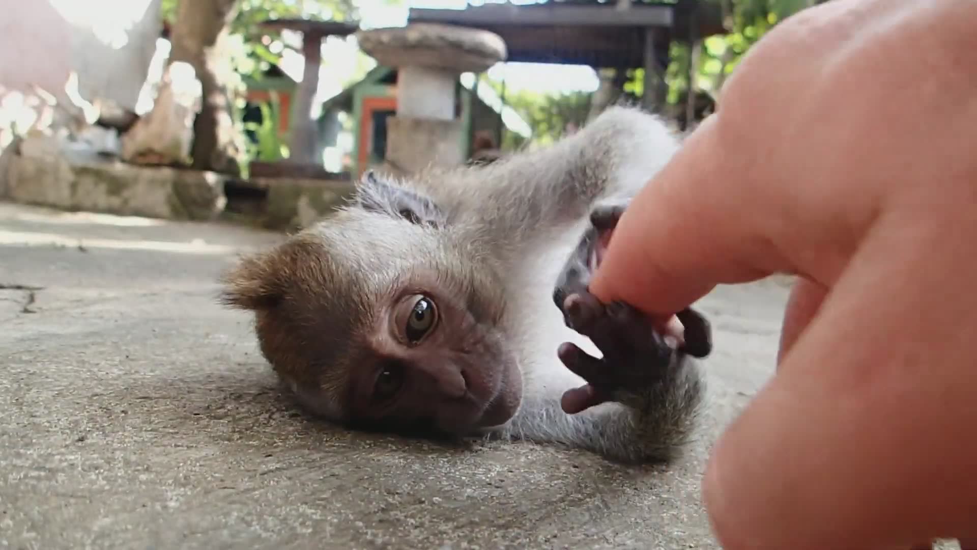 Documenting aggressive macaque monkey behavior and unexpected animal interactions
