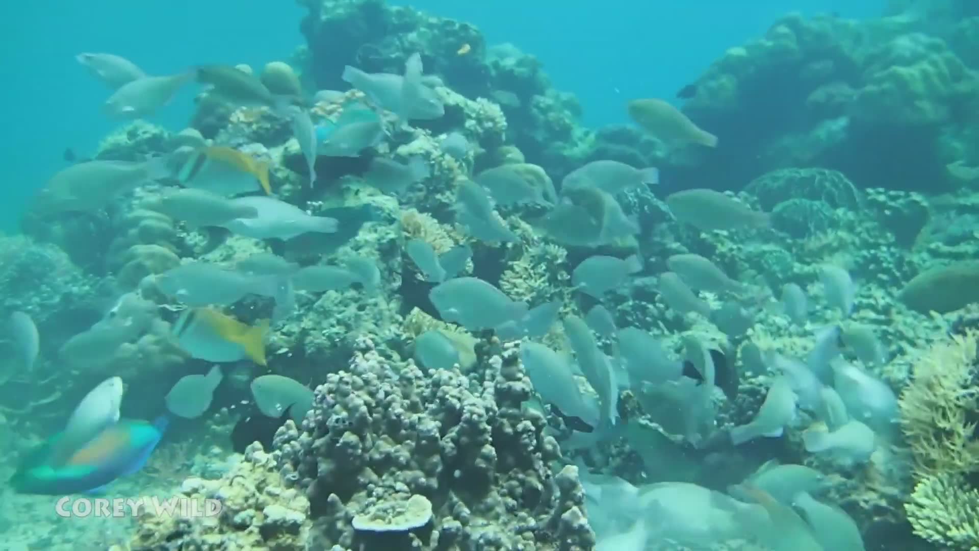 Understanding coral reef destruction and active conservation efforts worldwide