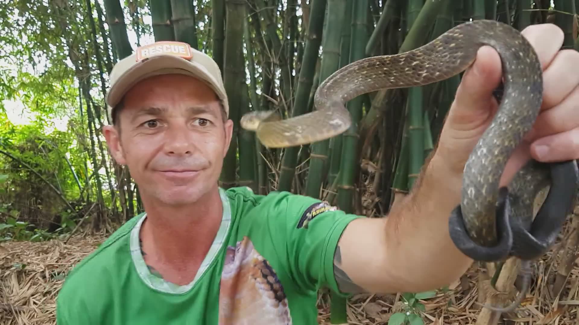 Identifying unknown snake species during rescue operations in Southeast Asia)