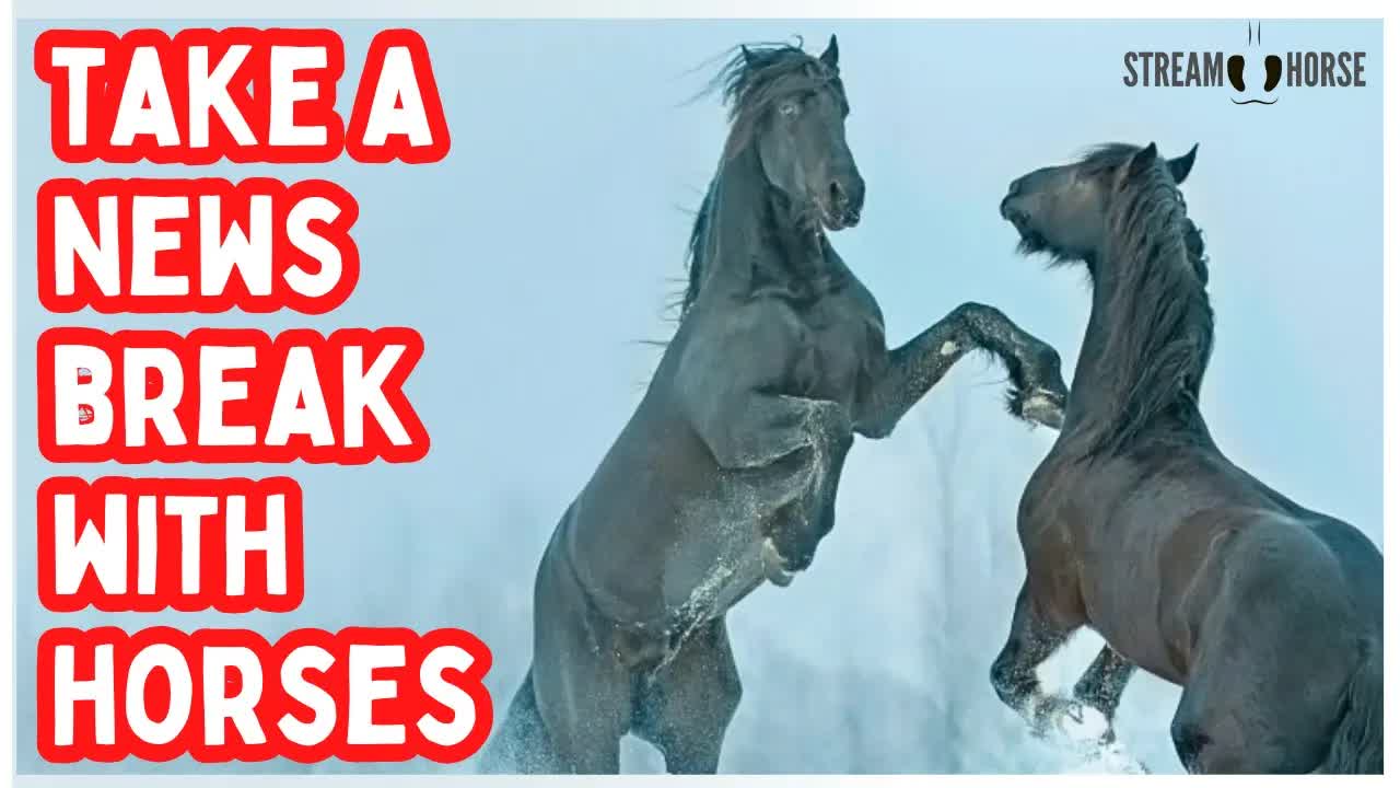 10 Minutes to Feel Better 🚨🐎😌 Calm Break from Stressful News & Politics
