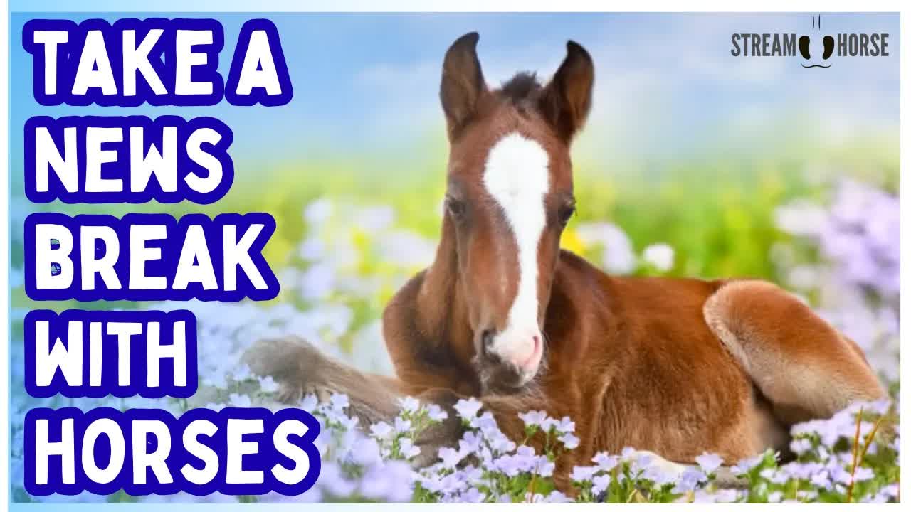 This Will Clear Your Head! 🛑🐎🧠😌 10 Minutes of Horses in Nature After the News
