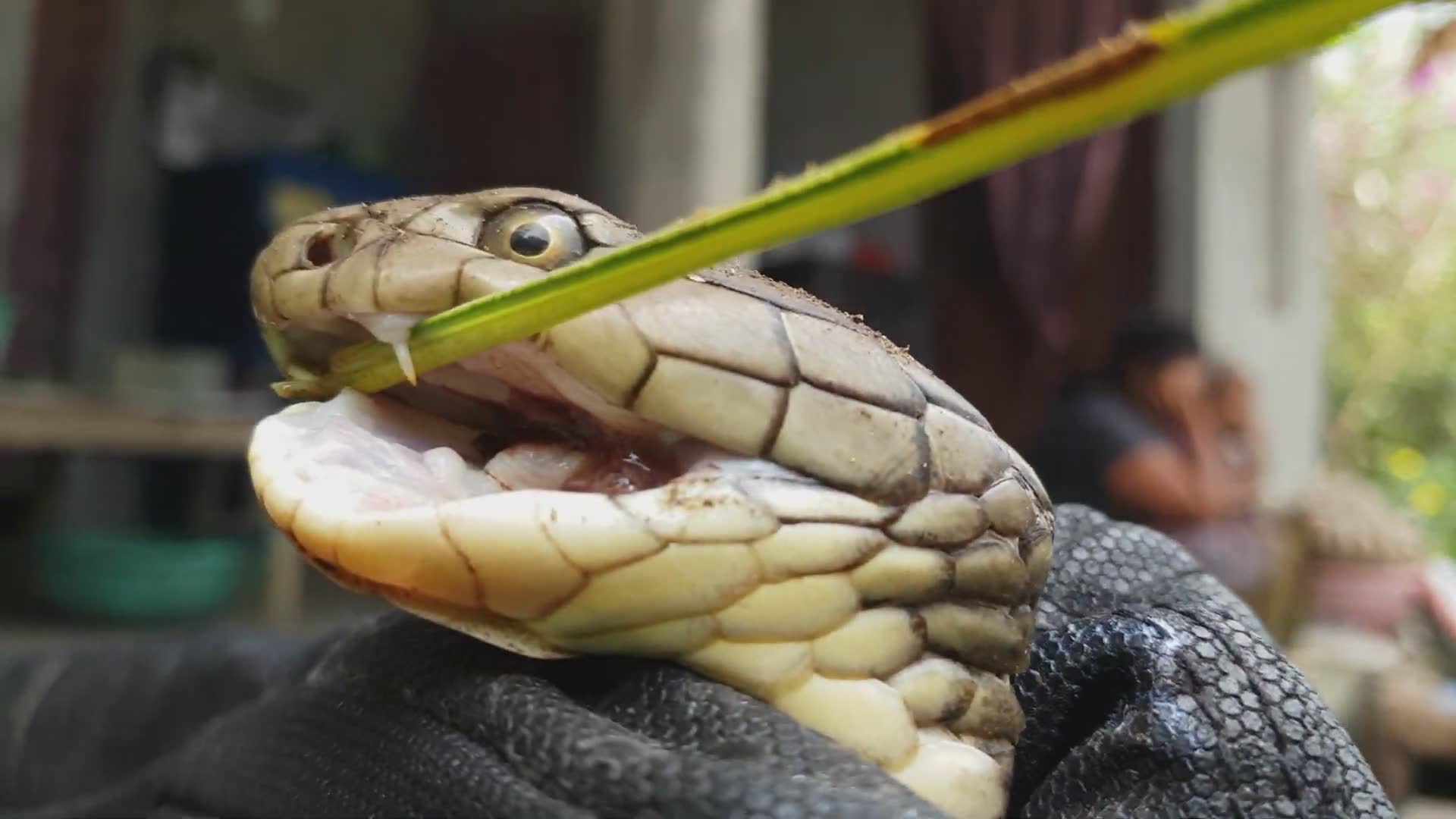 Compilation of the most dramatic and educational king cobra rescue footage