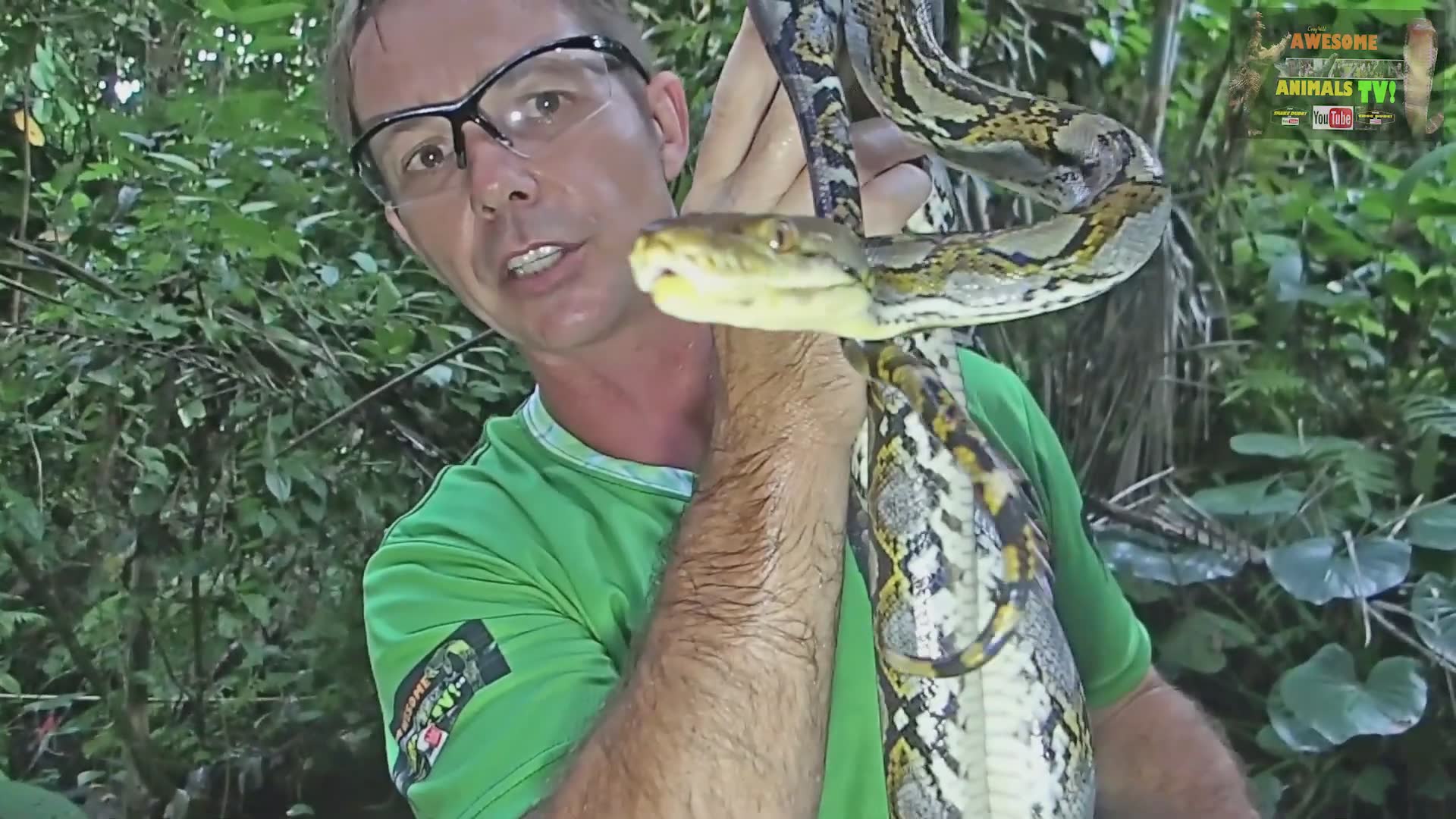 Observing how massive reticulated pythons hydrate themselves in captivity