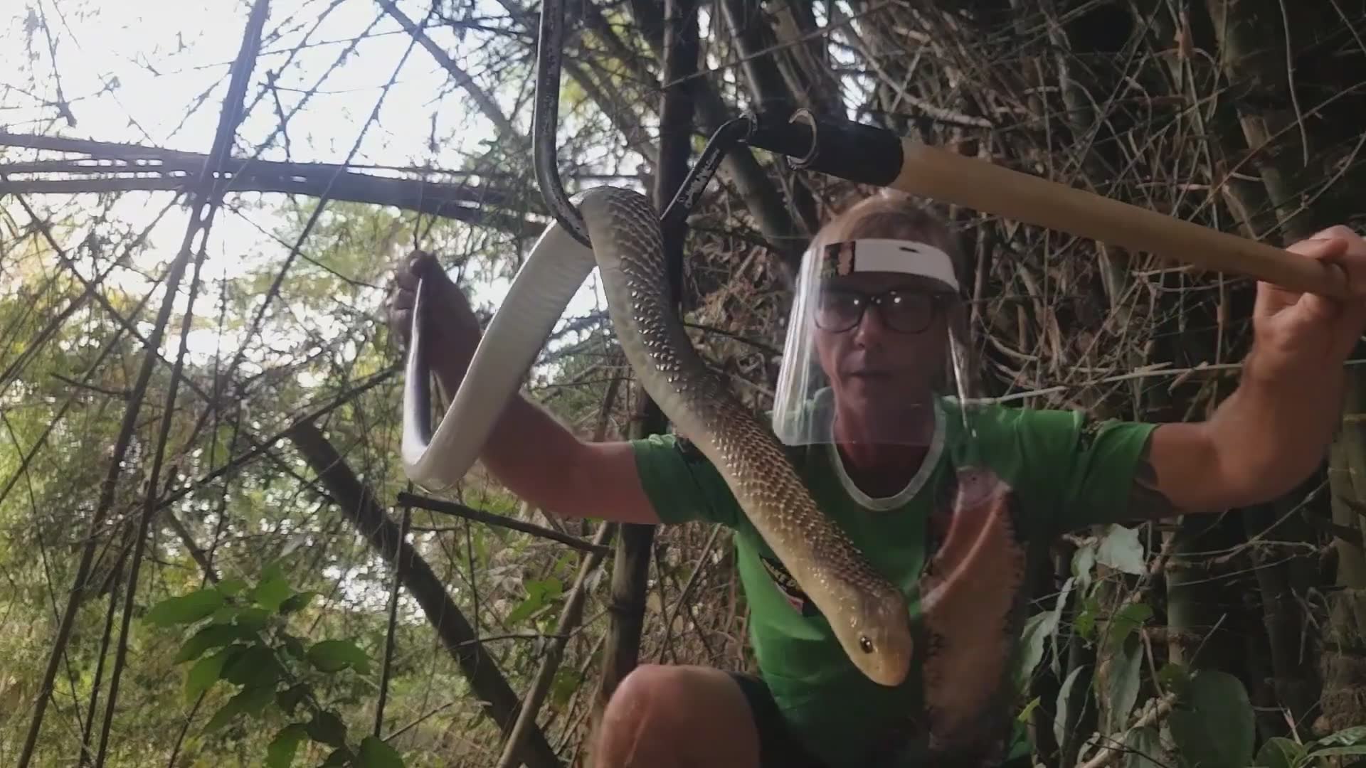 Australian handler confronting aggressive spitting cobra during rescue operation