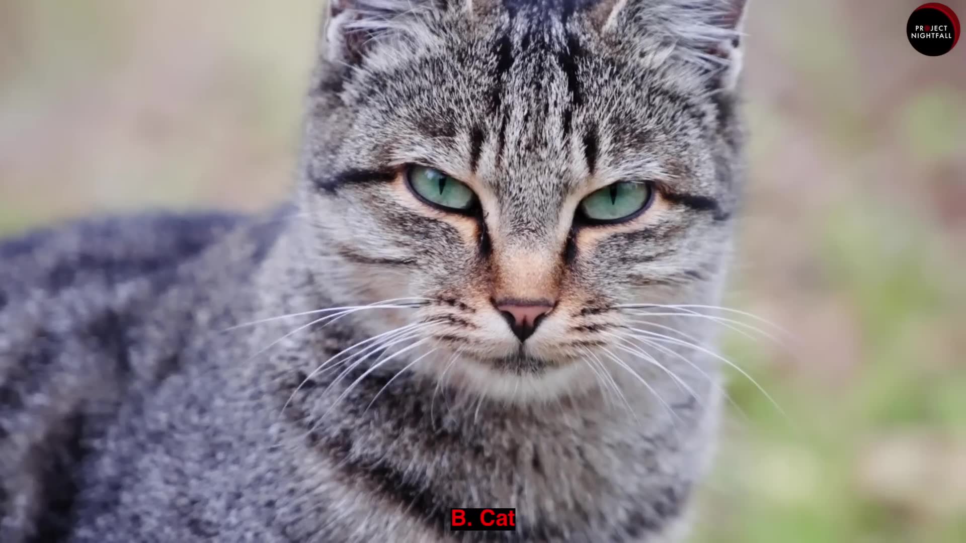 Why cats are amazing