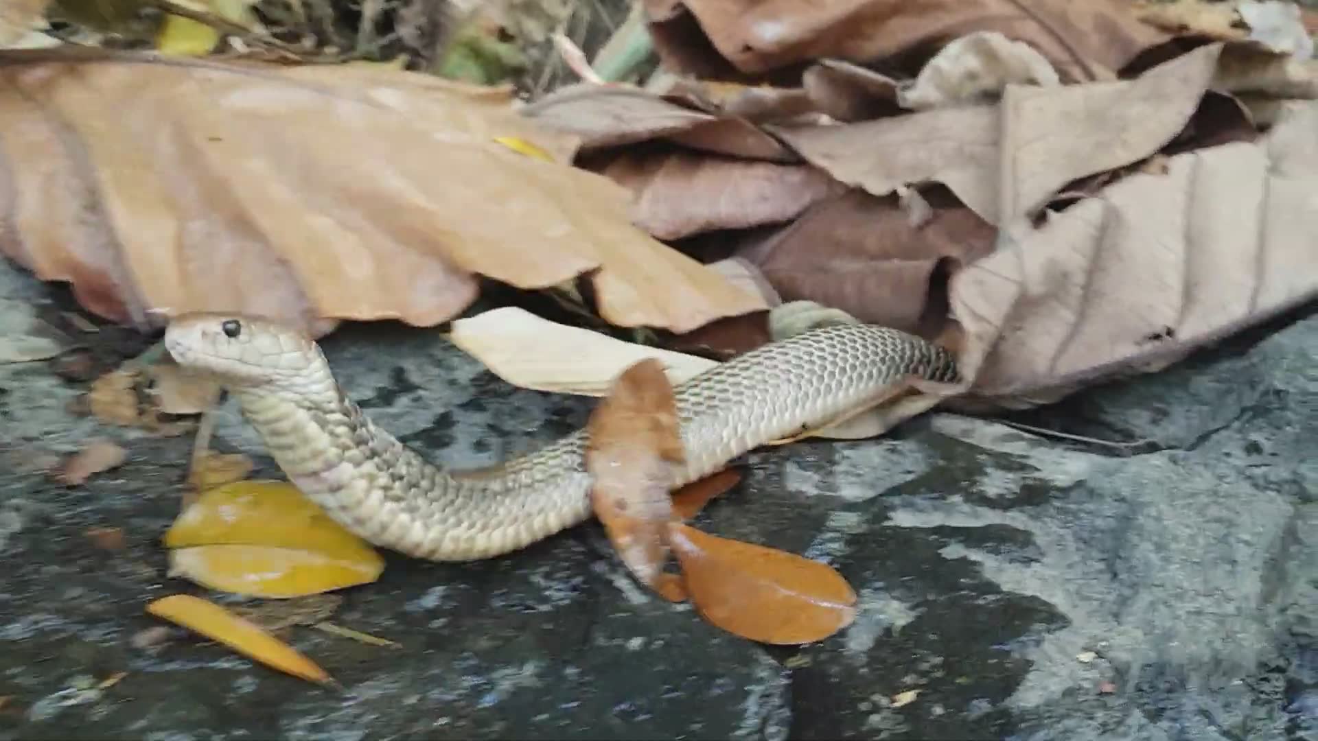 Indonesian cobra species that sprays venom as defensive mechanism when threatened