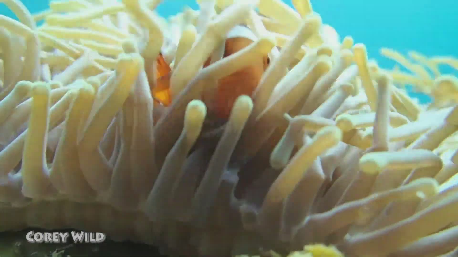 Diving with clownfish in their anemone homes and testing stinging tentacles