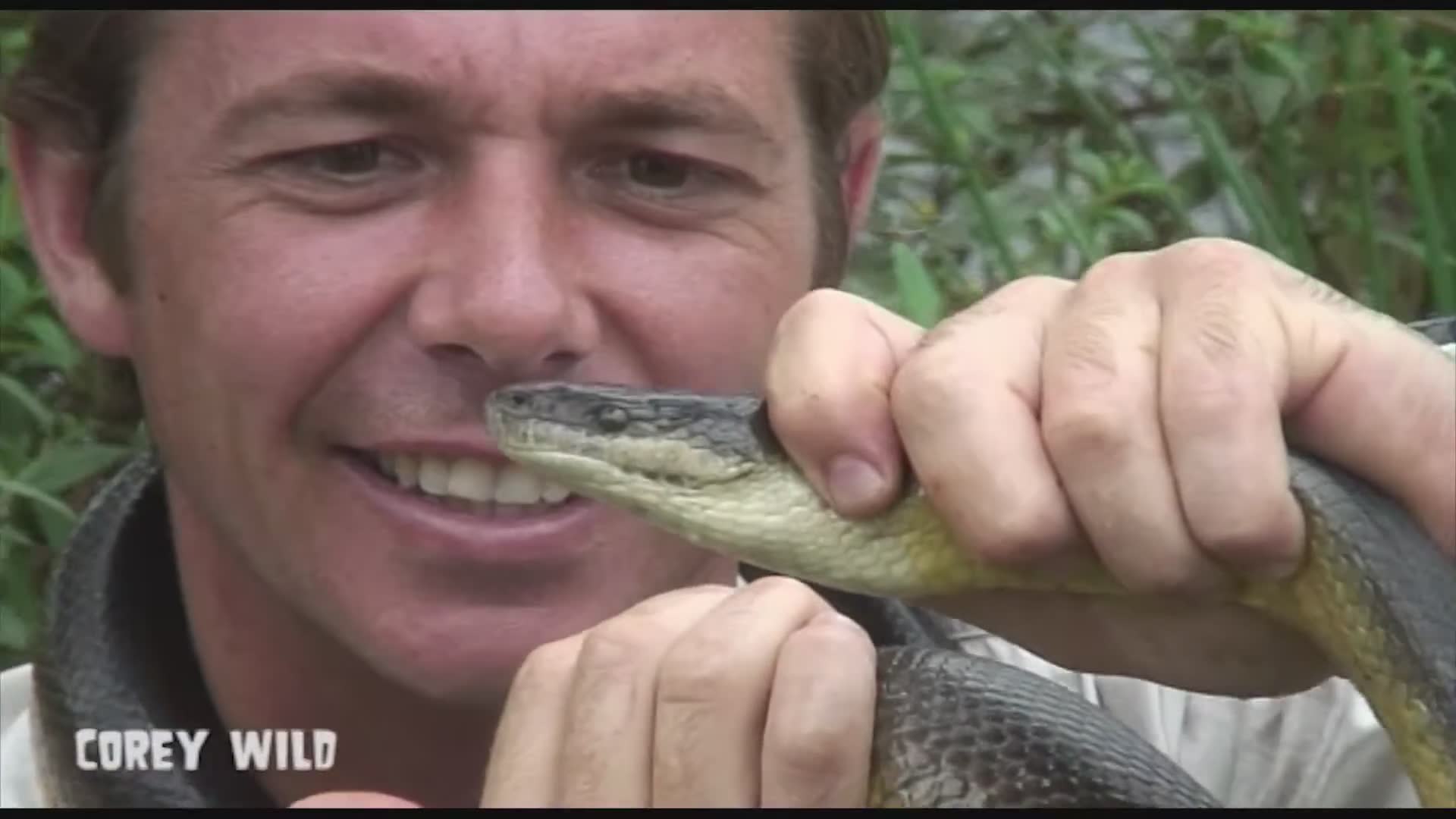 Finding and handling large water python species in wetland environments