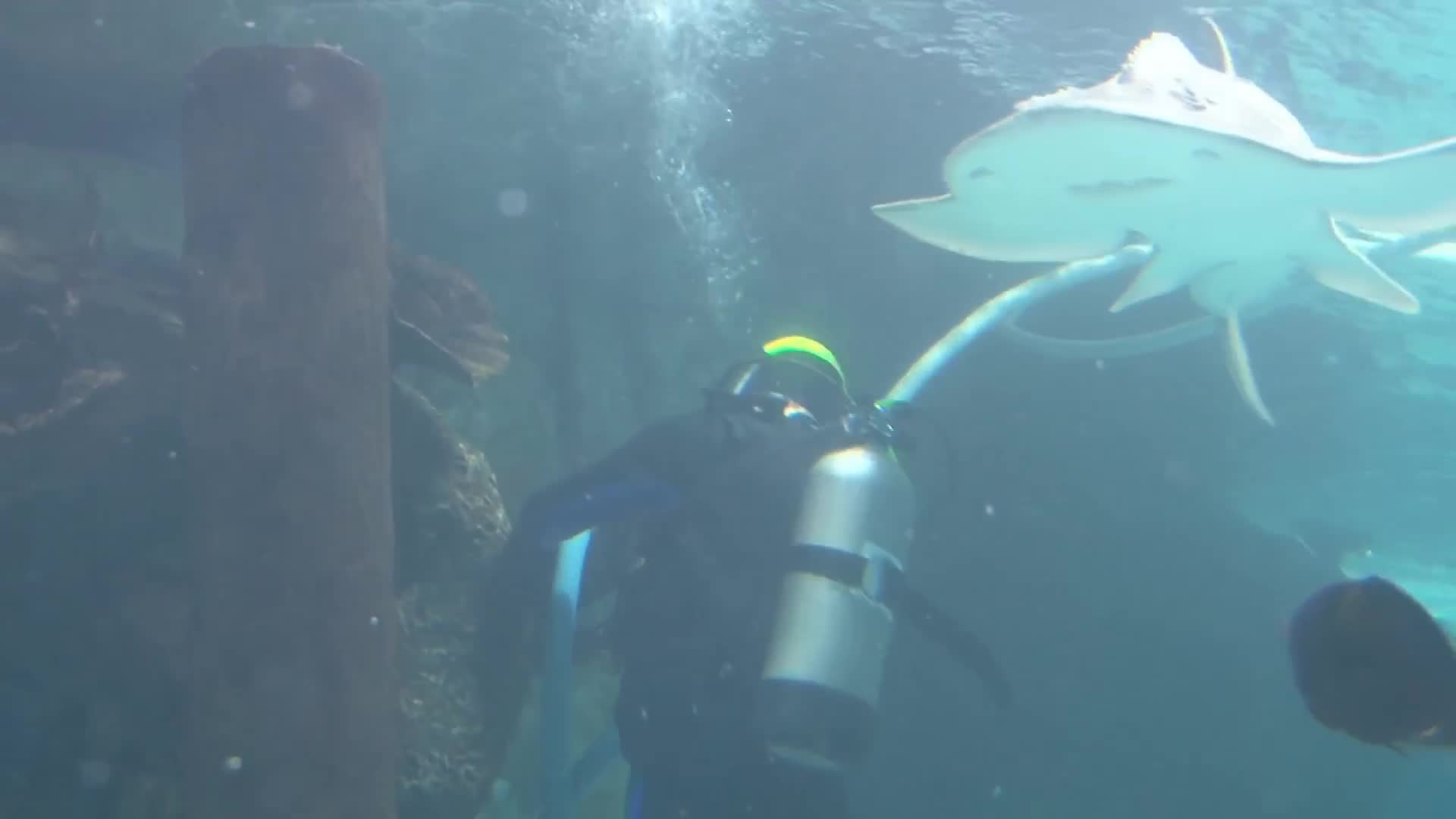 Filmed encounters between humans and deadly predators