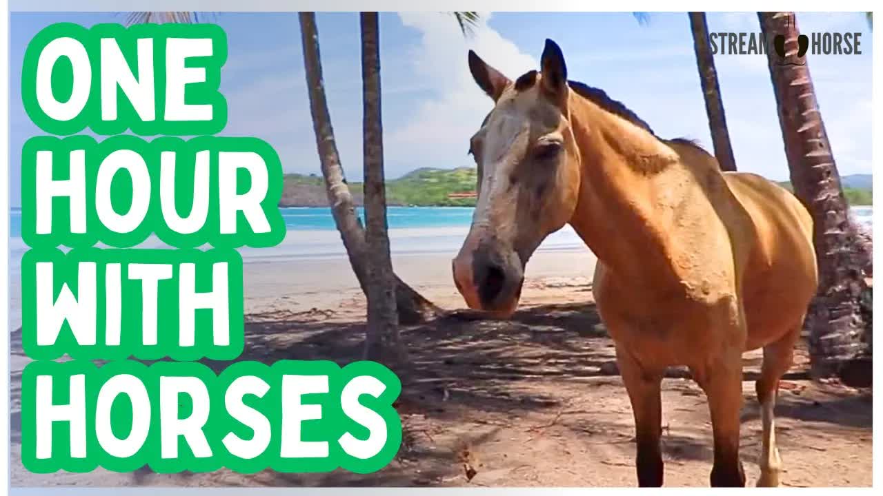 1 Hour of Tranquil Horses — Meditation Background and Deep Calm ✨😊