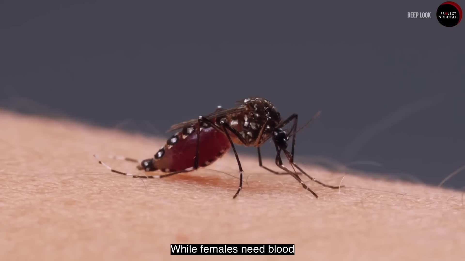 The world's deadliest animal and why humanity desperately needs it
