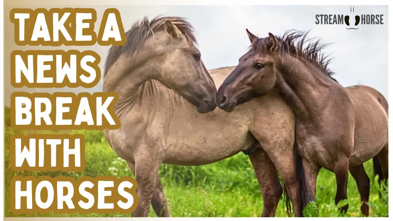 SMILE BREAK 🐎😄 10 Minutes of Horses to Escape News & Politics