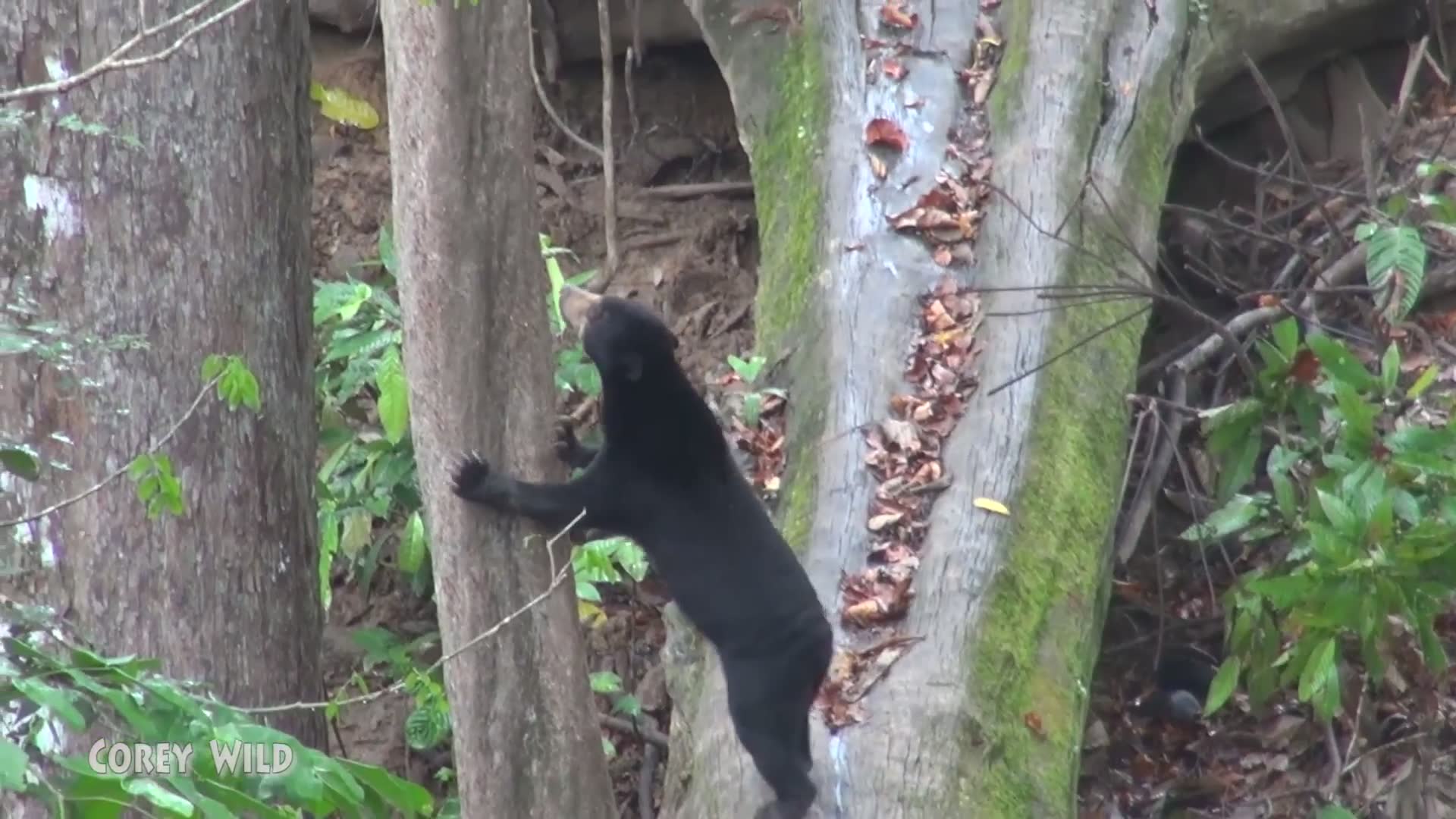 Visiting sun bear rehabilitation and conservation facility in Malaysian Borneo