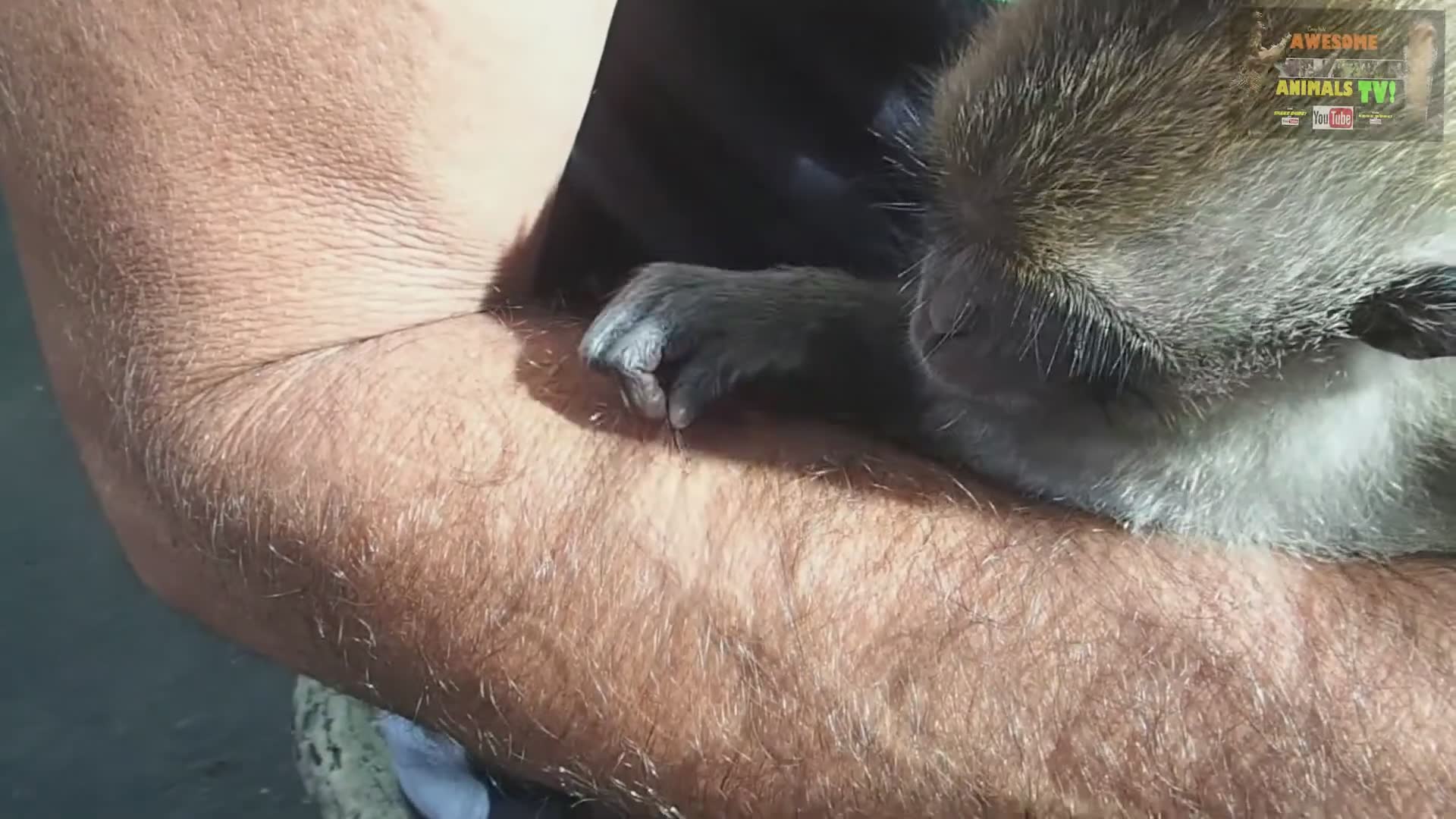 Compilation of amusing and entertaining wild monkey behaviors caught on camera