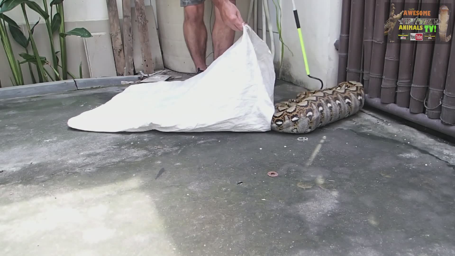 Confrontation between large python and domestic cat in Indonesian snake facility