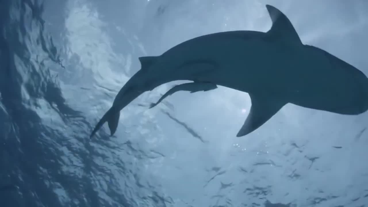 Marine predator deterrent systems