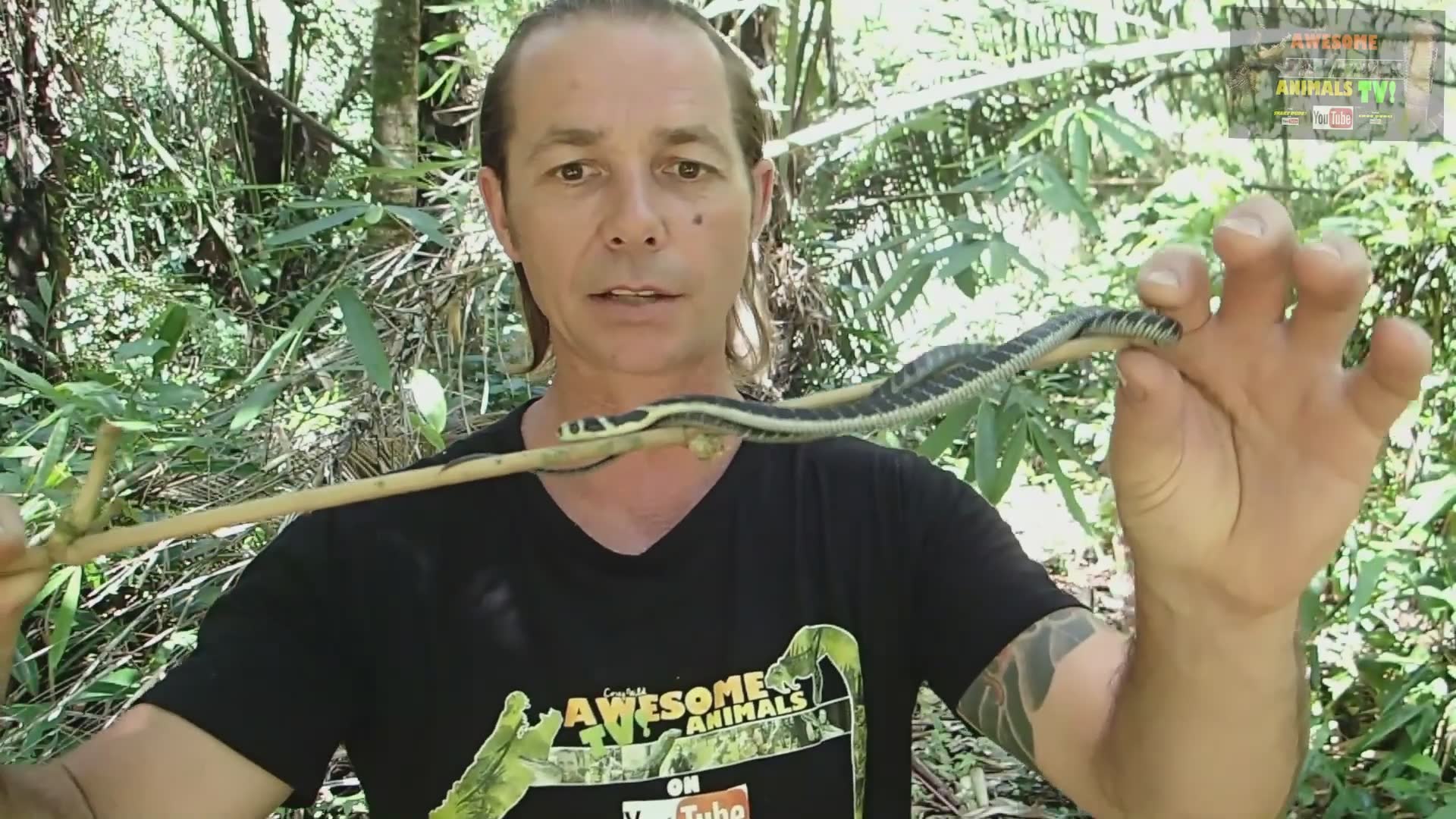Documenting an exceptional king cobra specimen in its natural jungle habitat