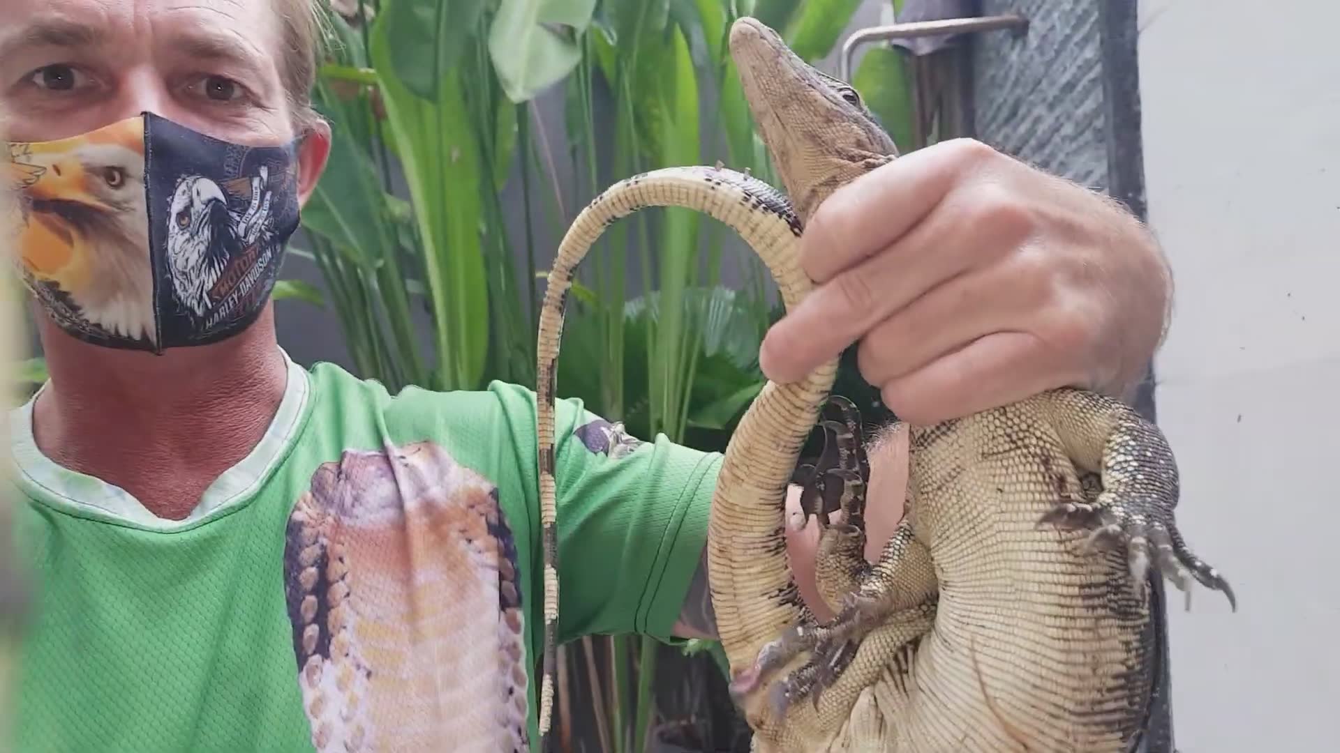 Large water monitor repeatedly returning to residential pool despite relocation