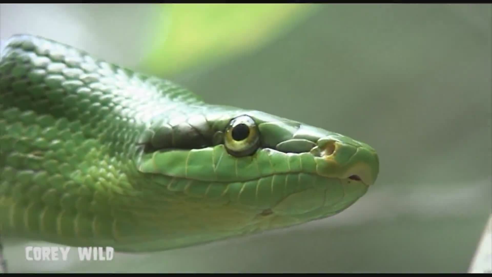 Comprehensive look at dangerous reptiles and invertebrates from around the world