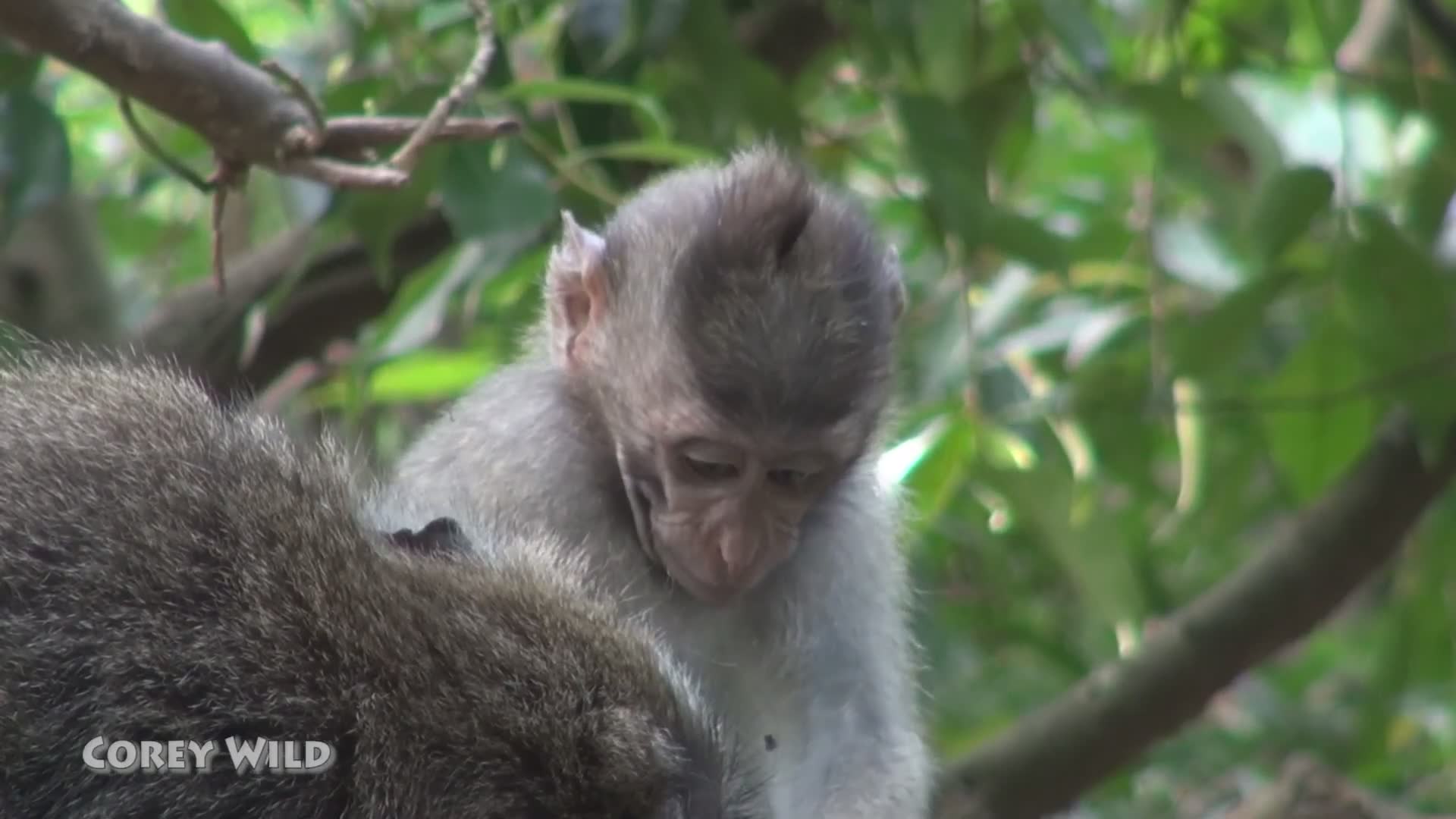 Heartwarming scenes of adorable infant primates and other young wildlife