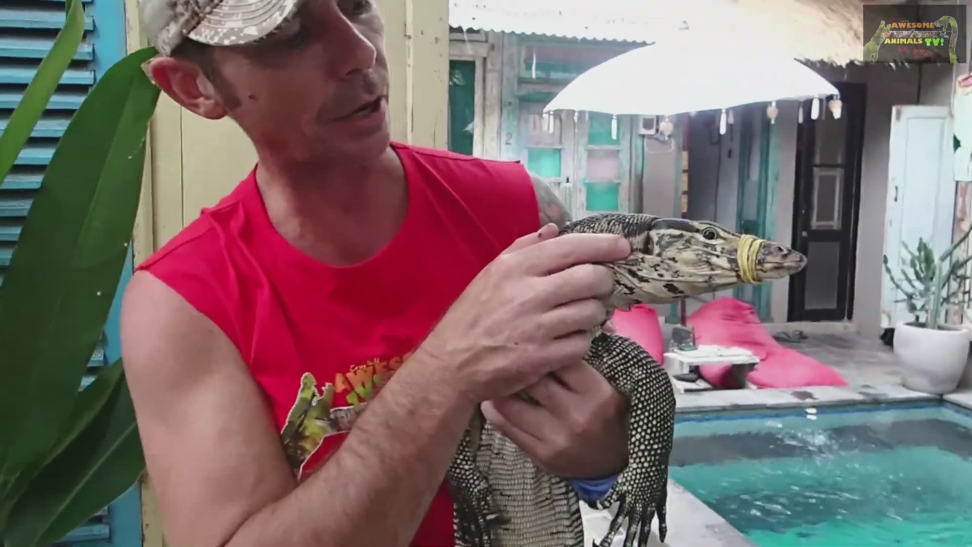 Massive frog hunting large cricket while navigating venomous snake territory