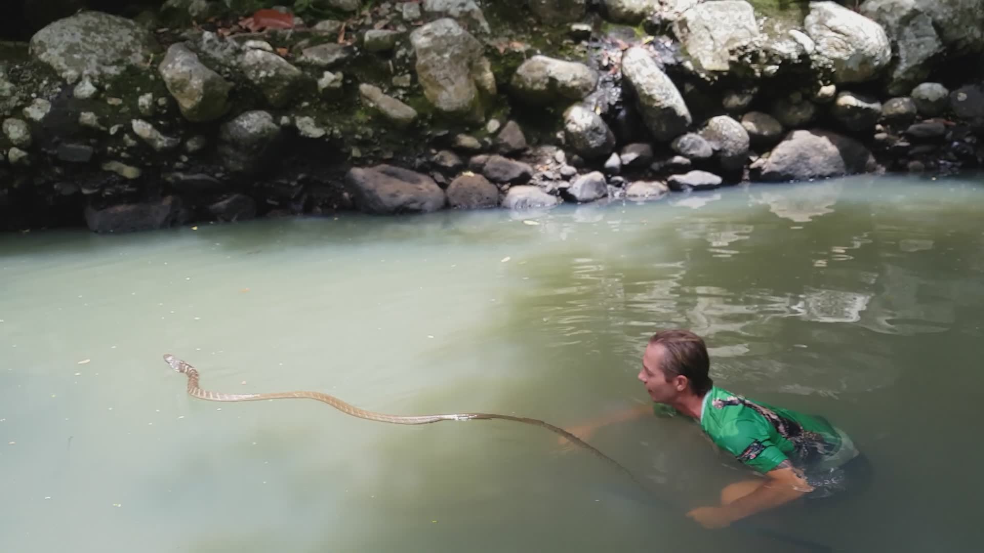 Releasing ophiophagous king cobra back to wild where it hunts other snakes