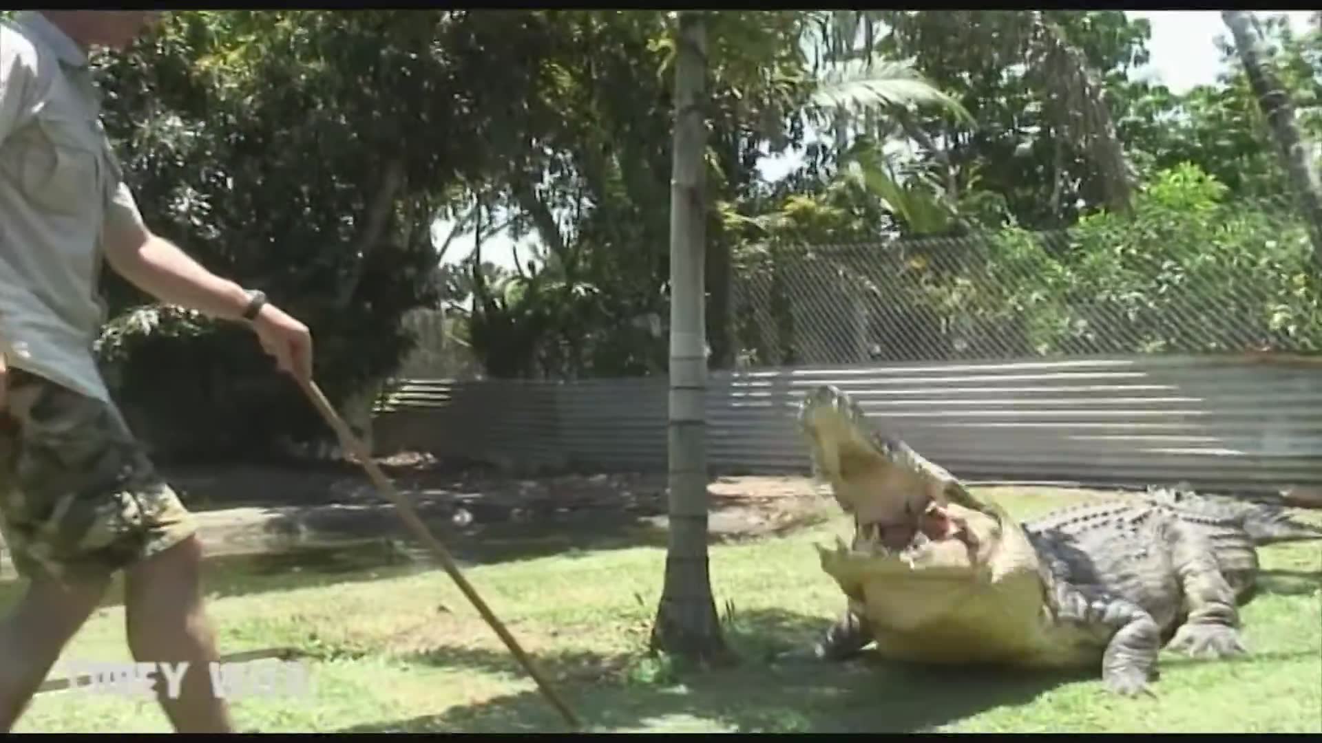 Documenting the largest saltwater crocodiles and their predatory capabilities