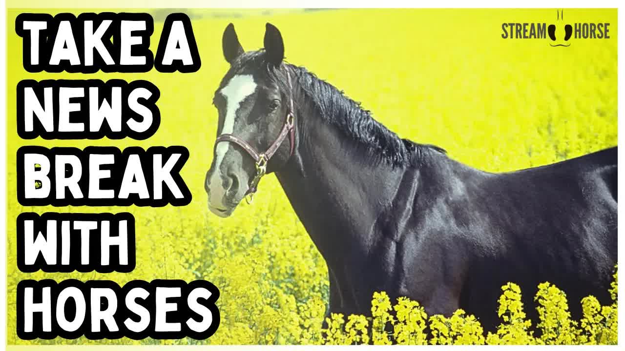 Reclaim Your Energy 🐎⚡ 10 Minutes of Horses Away from the News