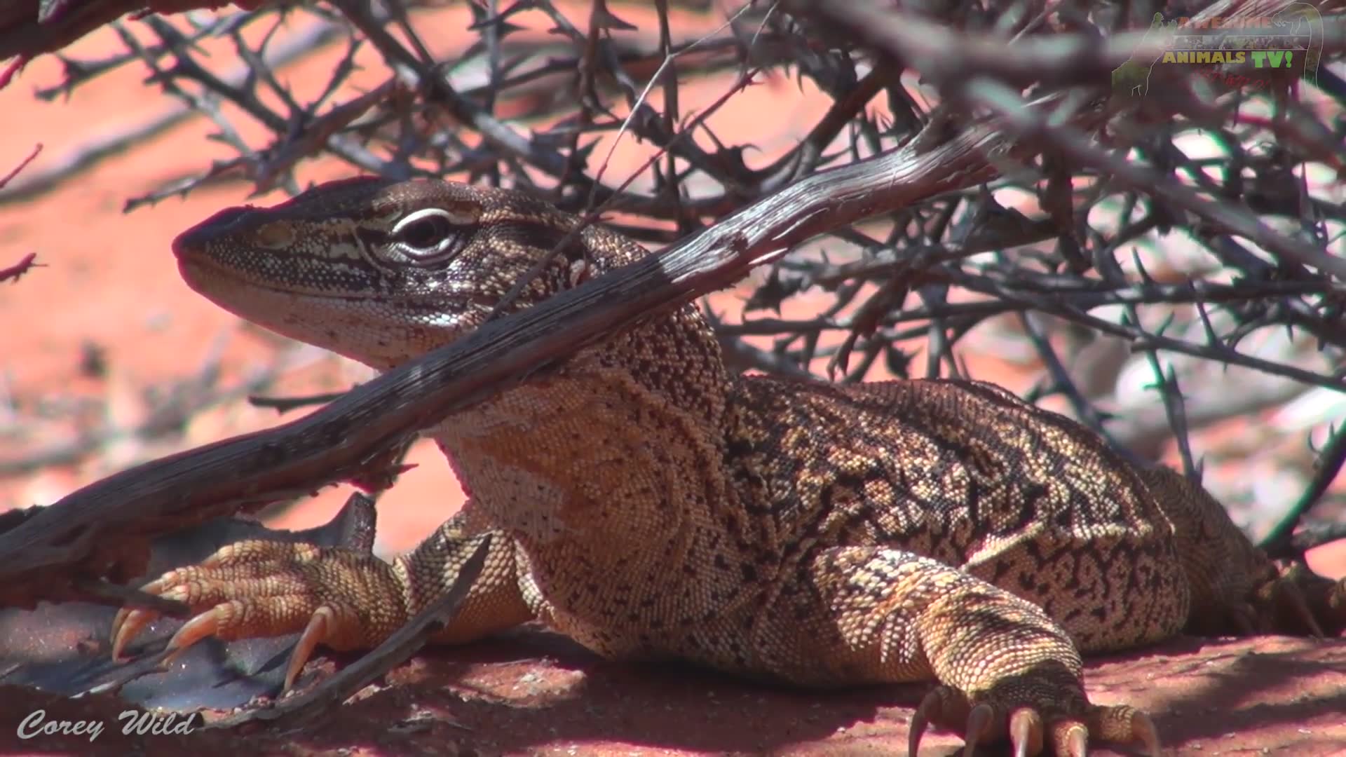 Explaining the difference between monitor lizards and goannas in the Australian outback