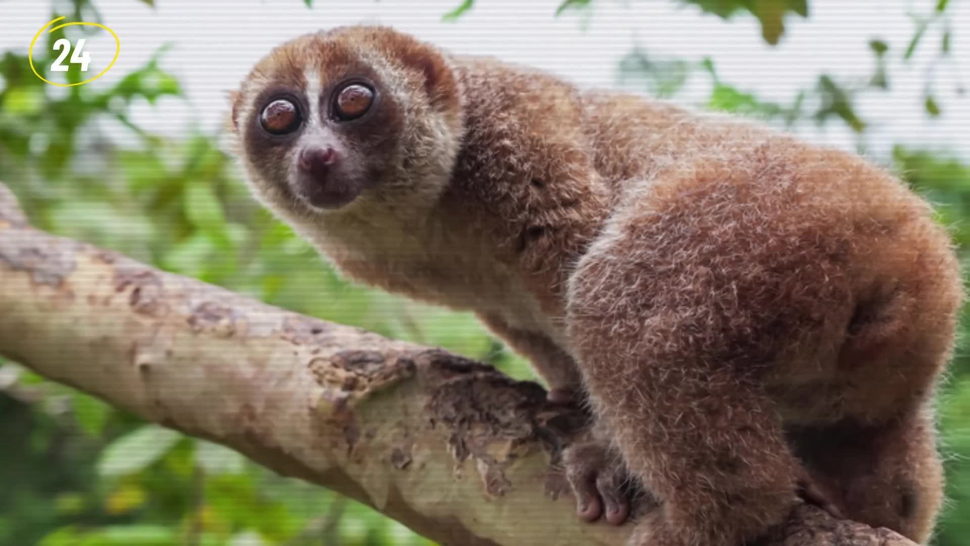 Adorable animals that are secretly hiding some truly horrifying abilities