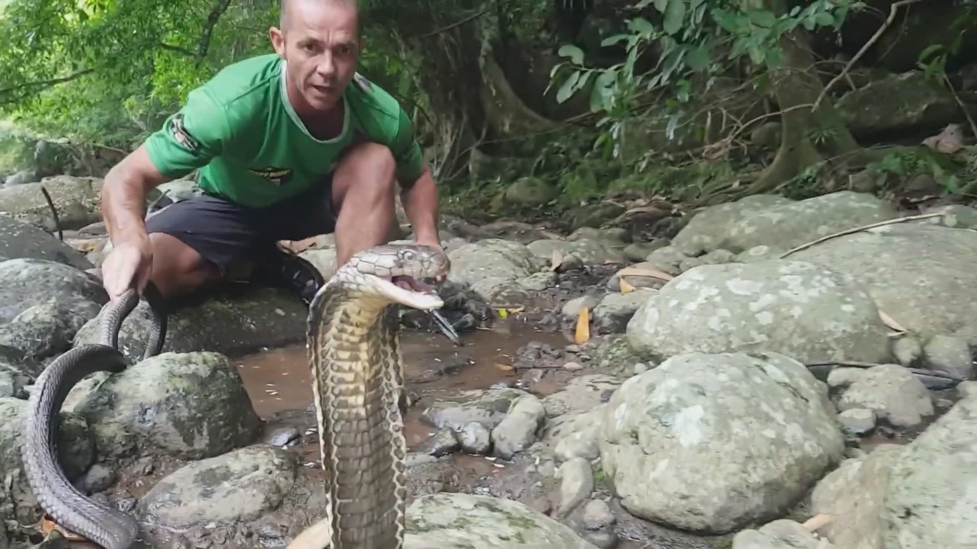 Intense king cobra encounters filmed during wildlife conservation rescue missions