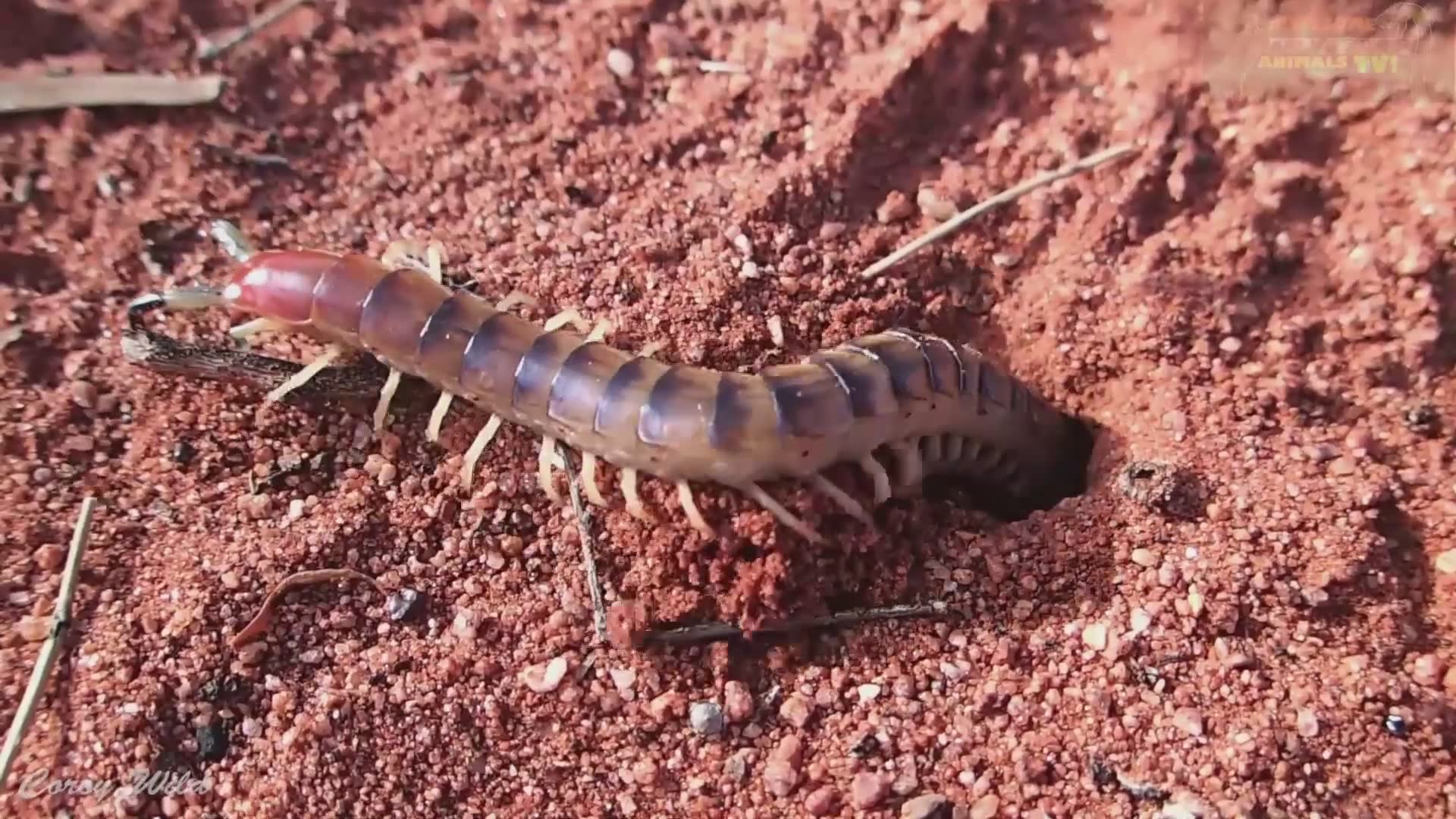 Coming face to face with a massive desert centipede in the wild Australian outback