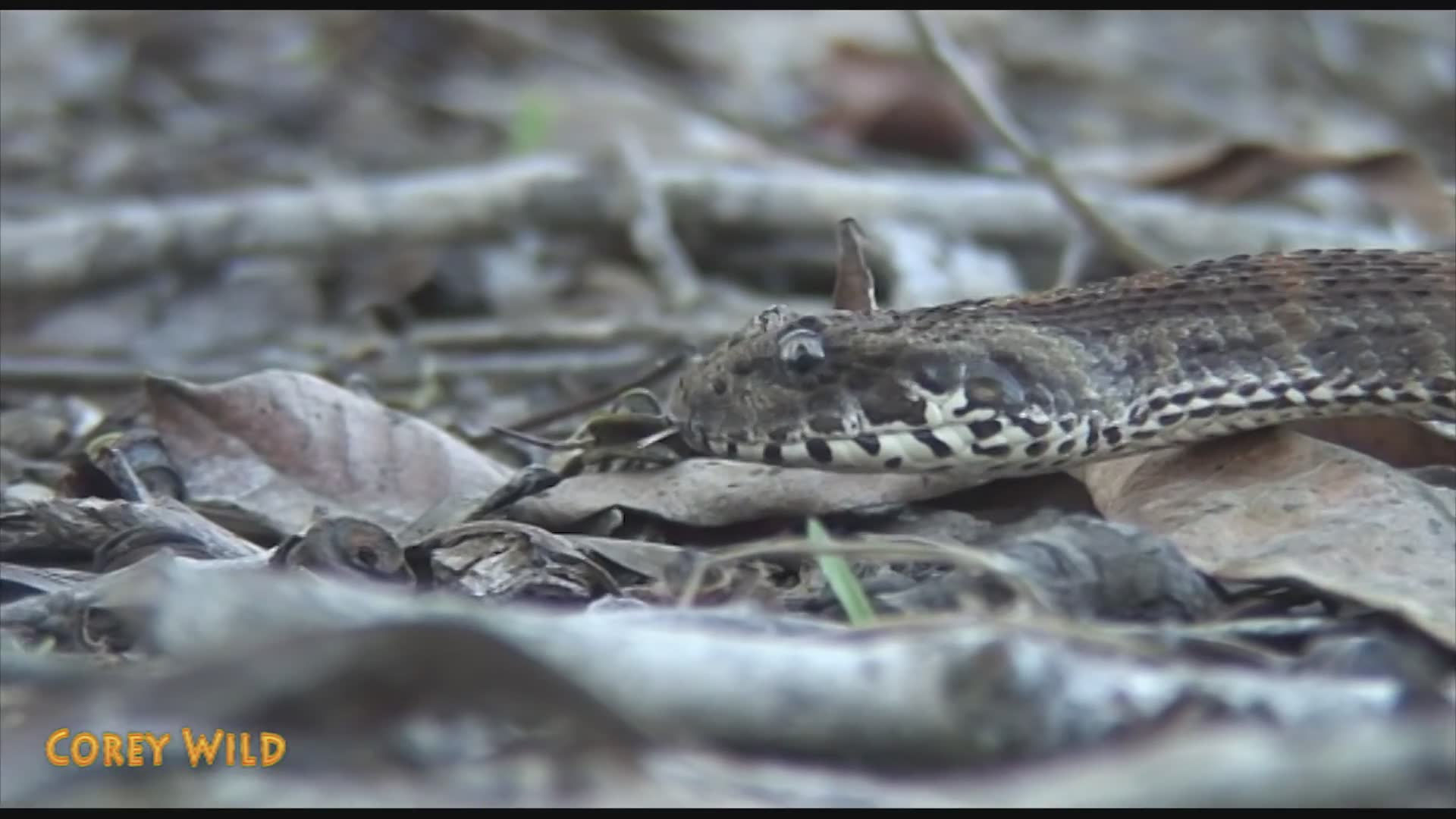 Counting down ten of the most incredible snake species encountered around the world