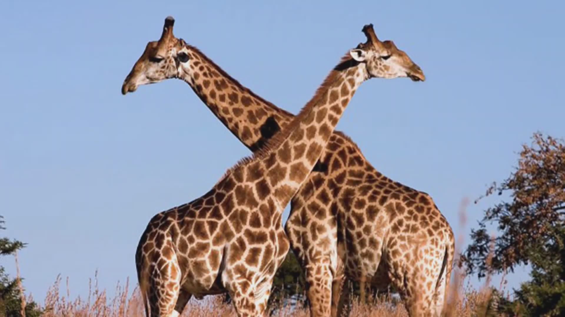 Amazing things about Africa that most people have absolutely no idea about