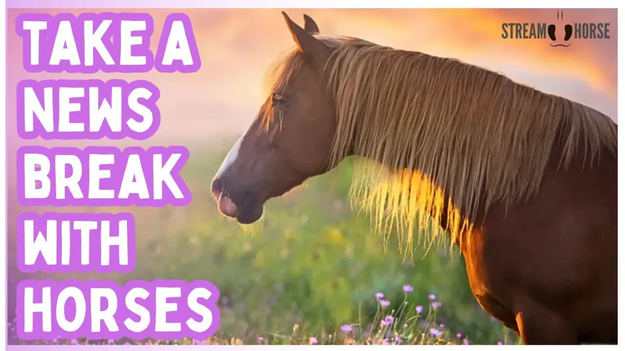 When Life Feels Heavy - Watch Horses & Be Happy! 🐎✨ Take 10 Quiet Minutes Here