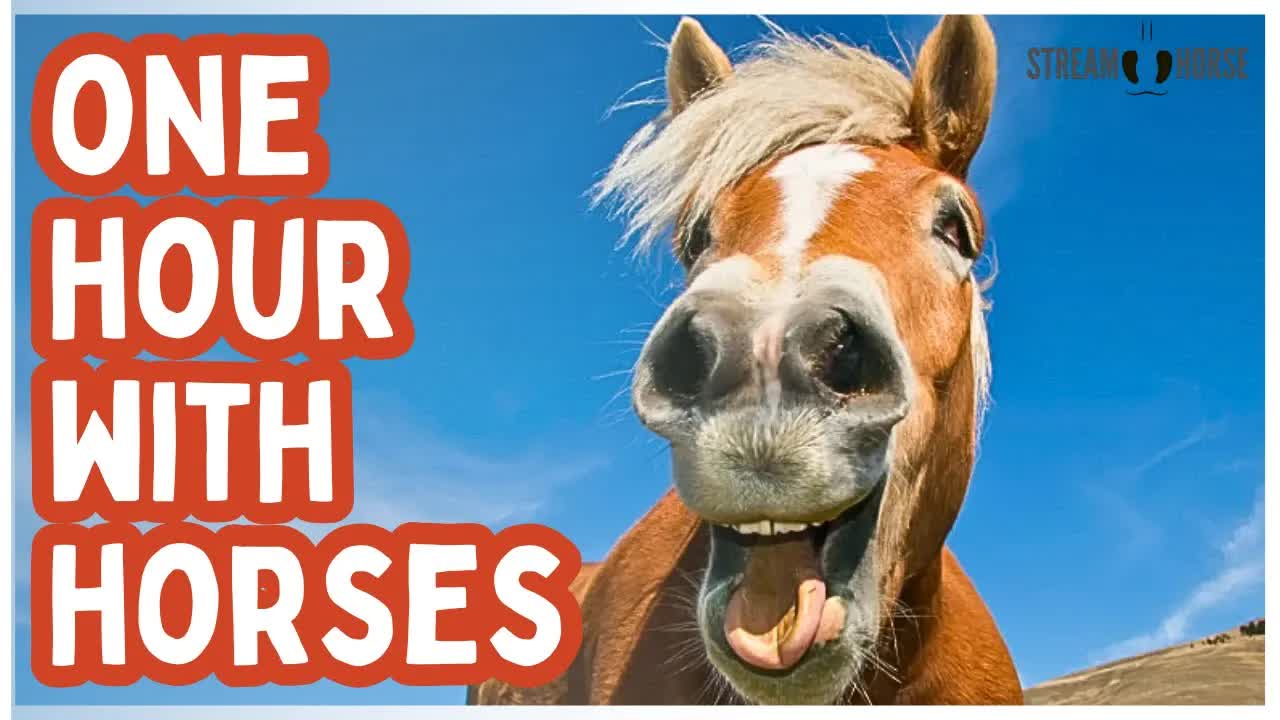 1 Hour of Equine Therapy for Humanity 🐴😌 Calm, Heal & Breathe Together
