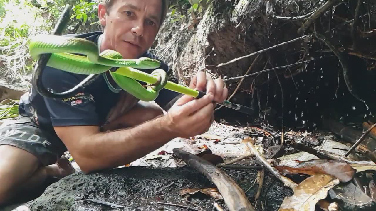 Exploring the most dangerous and venomous snake species living throughout Southeast Asia