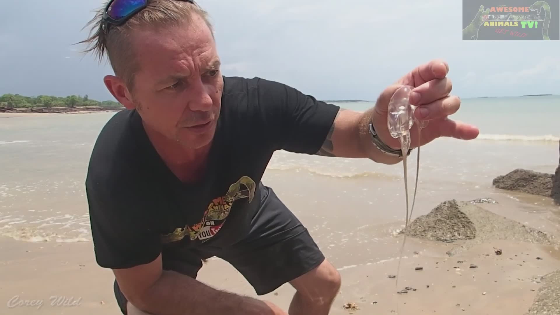 How painful box jellyfish stings really are and essential cone shell first aid advice