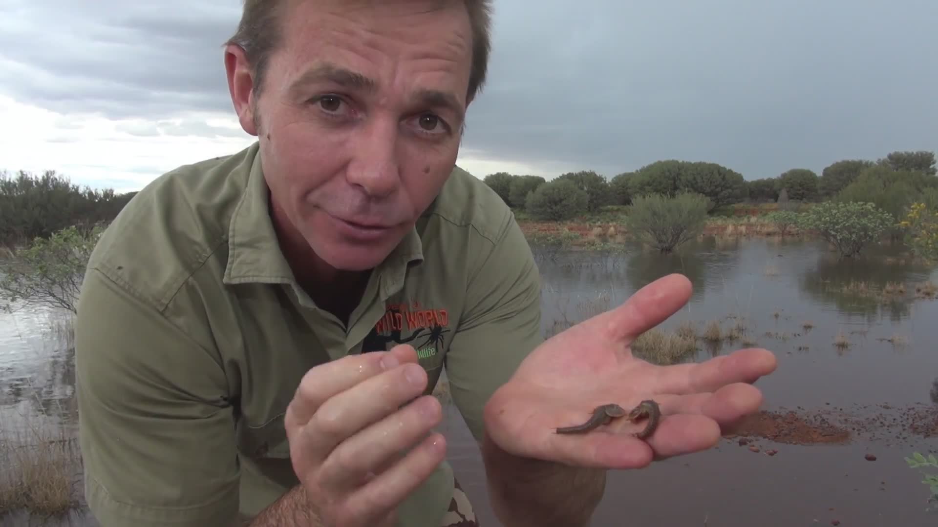 Discovering rare desert shield shrimp, ancient crustaceans living in temporary pools
