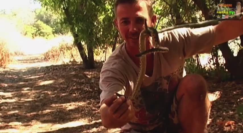 Finding rattlesnakes hiding in the canyons and trails above Hollywood and Beverly Hills