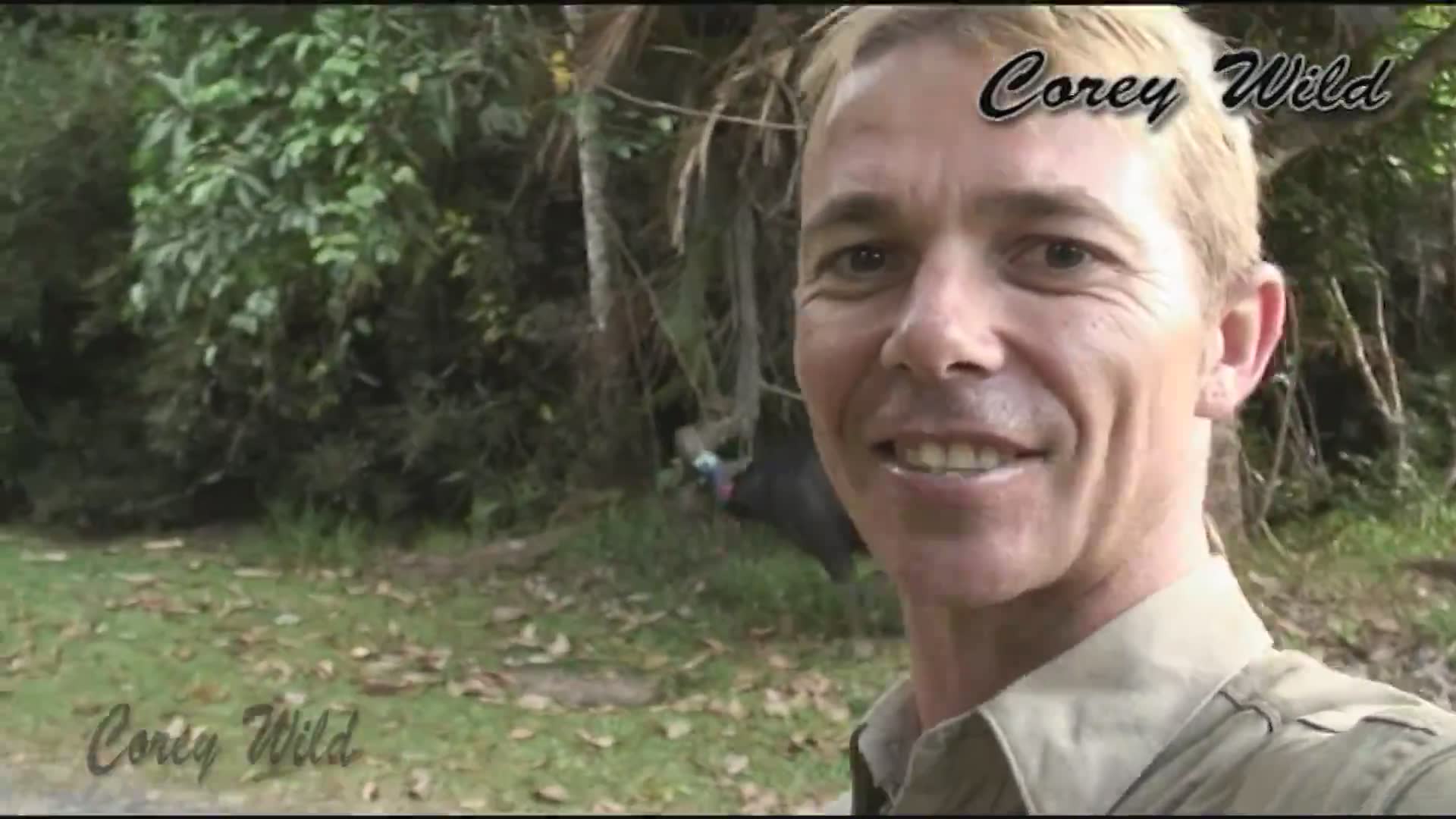 Standing your ground against a territorial cassowary, Australia's most aggressive bird