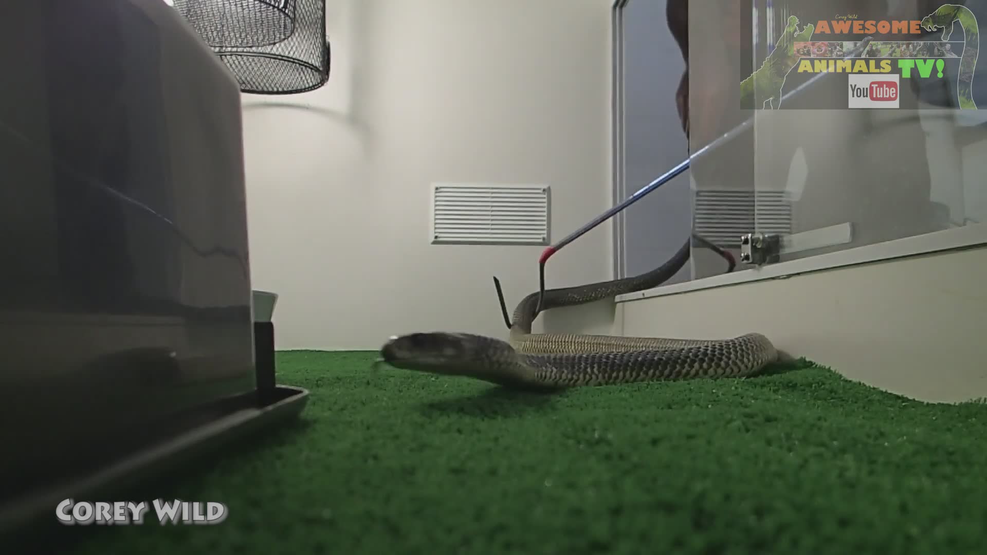 A field guide to the venomous snake species you might encounter across Australia