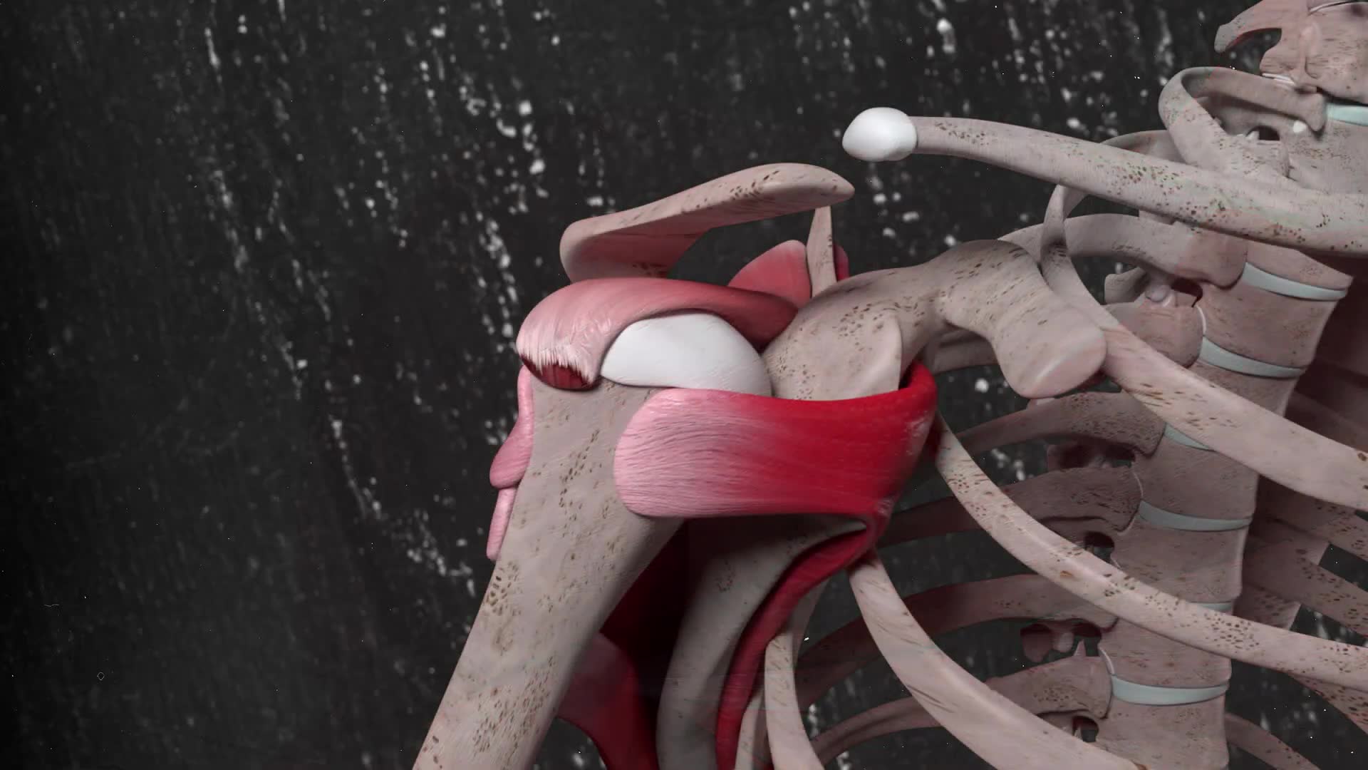 Treatment options for a torn rotator cuff from physical therapy to surgical repair