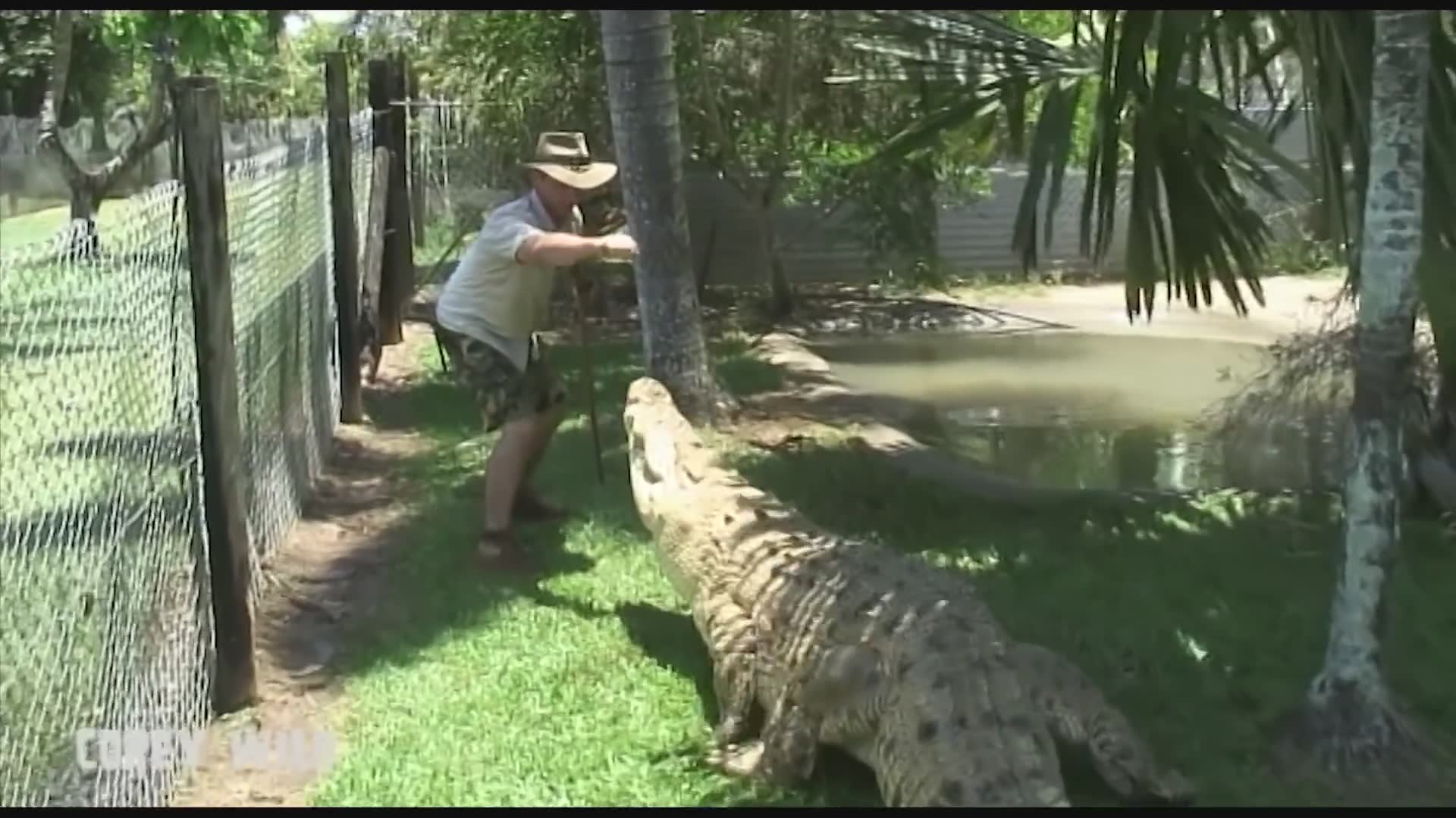Eighteen intense crocodile attack moments featuring some of the biggest crocs on record