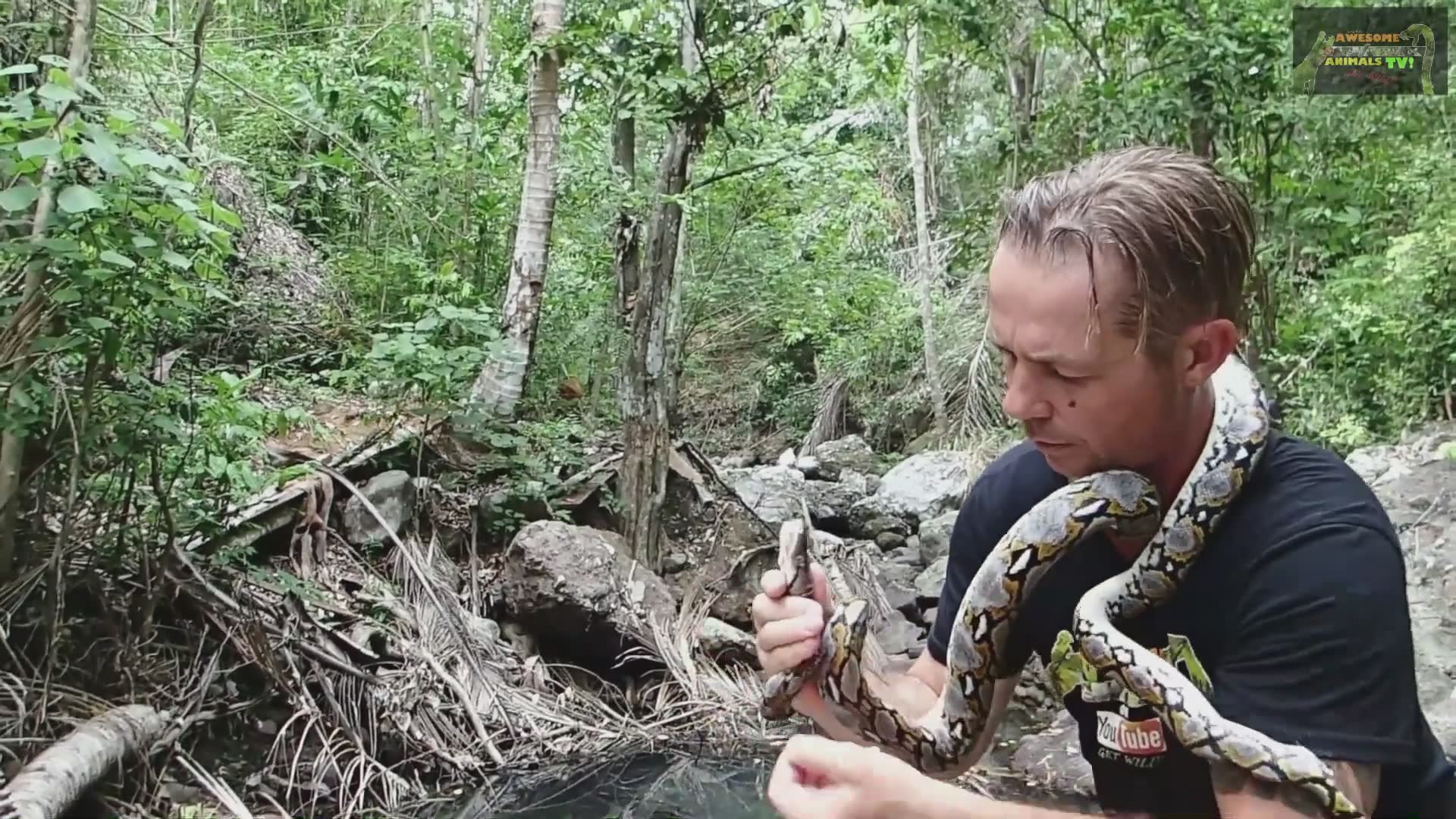 Safely capturing and relocating a large reticulated python from a Bali neighborhood