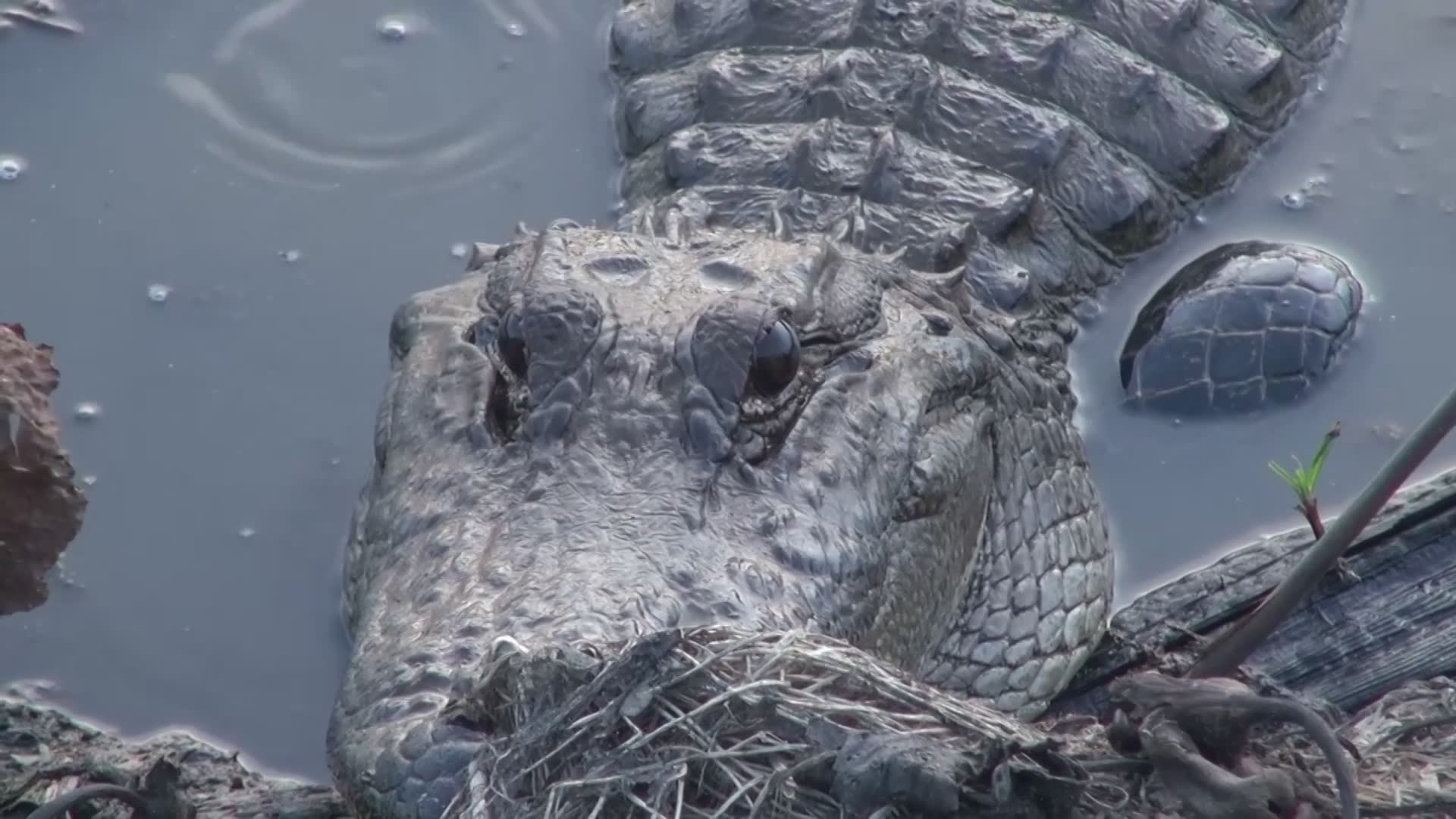 Coming face to face with a large American alligator and whether they attack humans